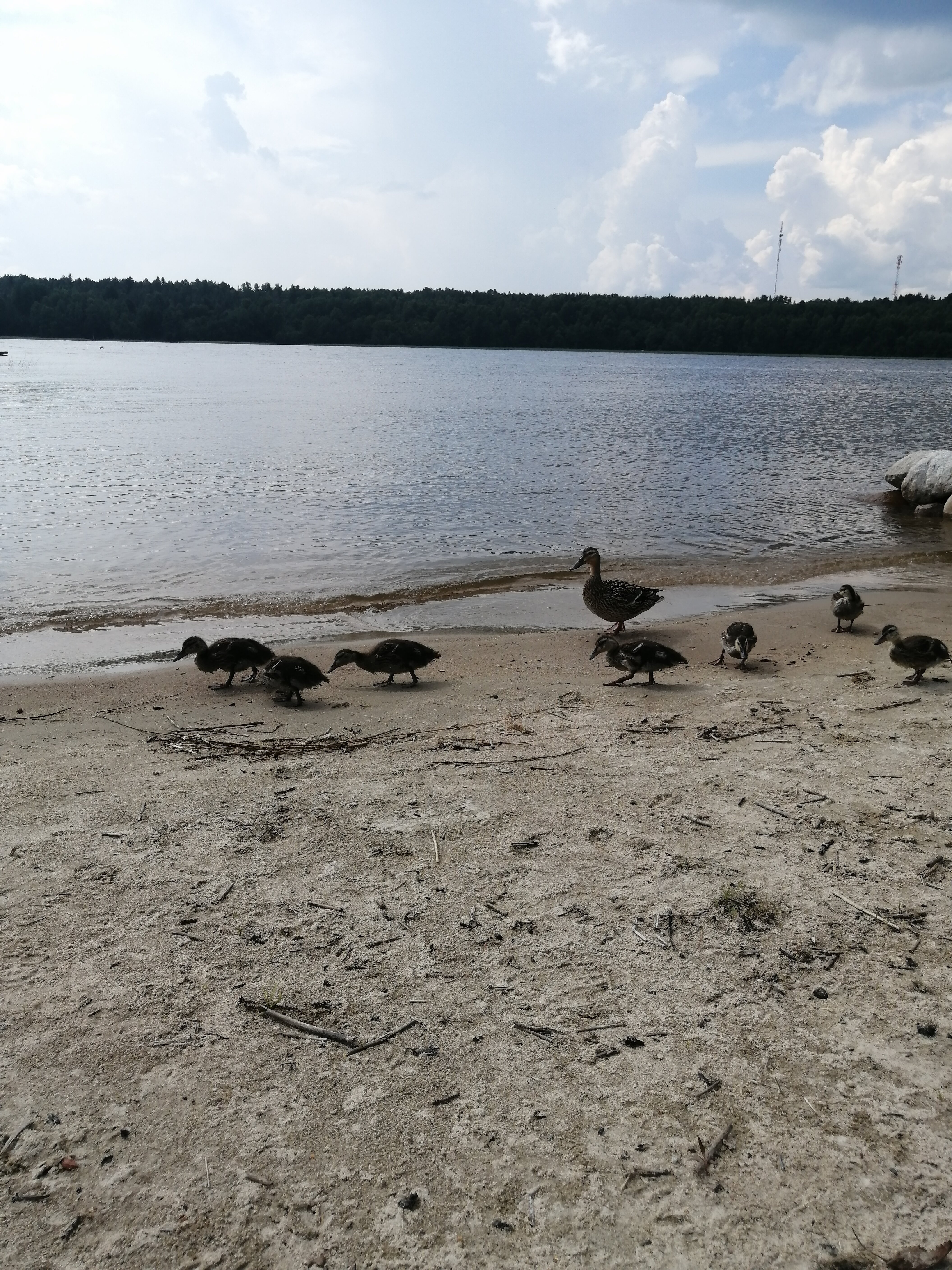 Фото Лахта&Ярви