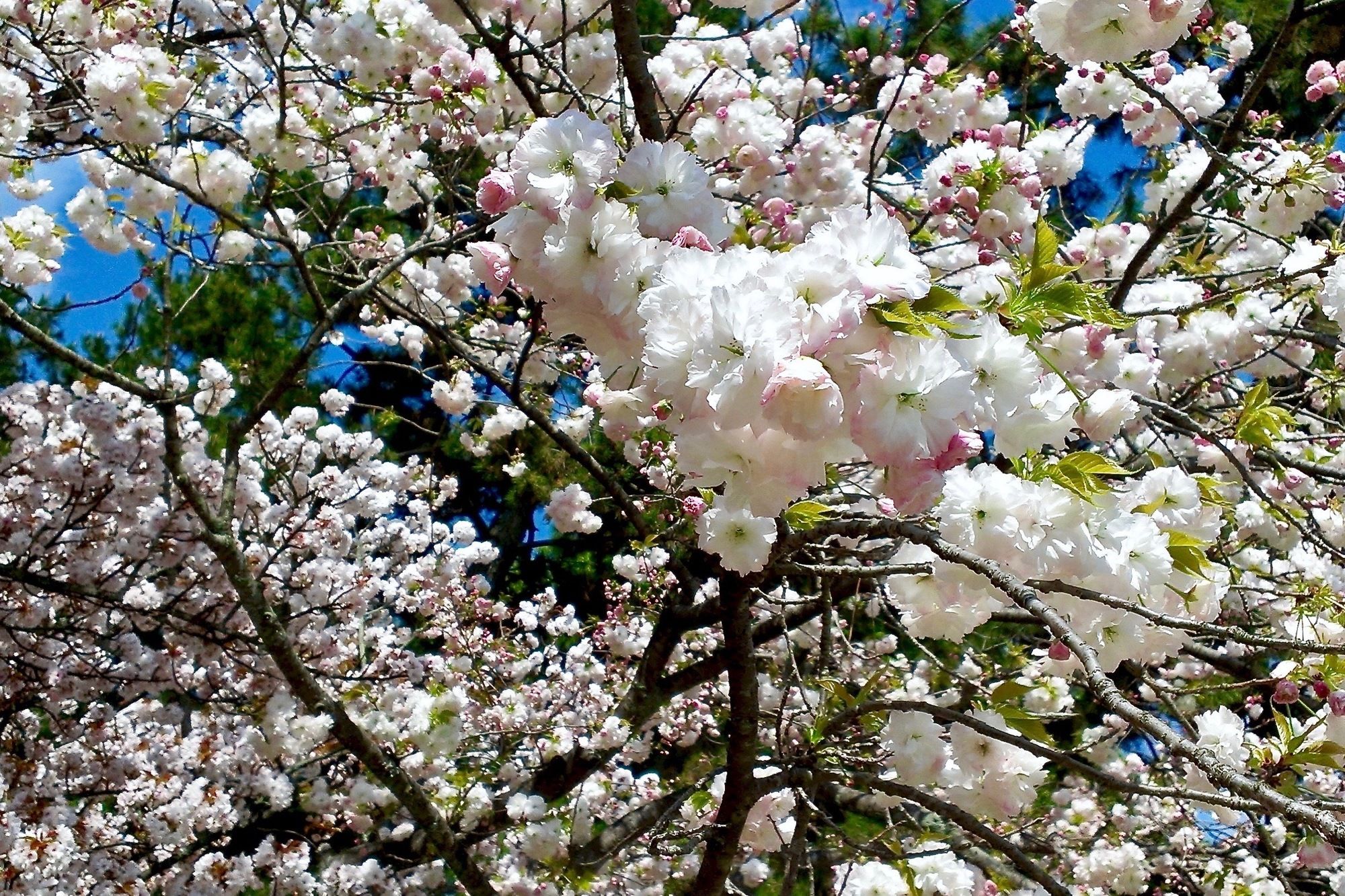 Фото WeBase Kyoto