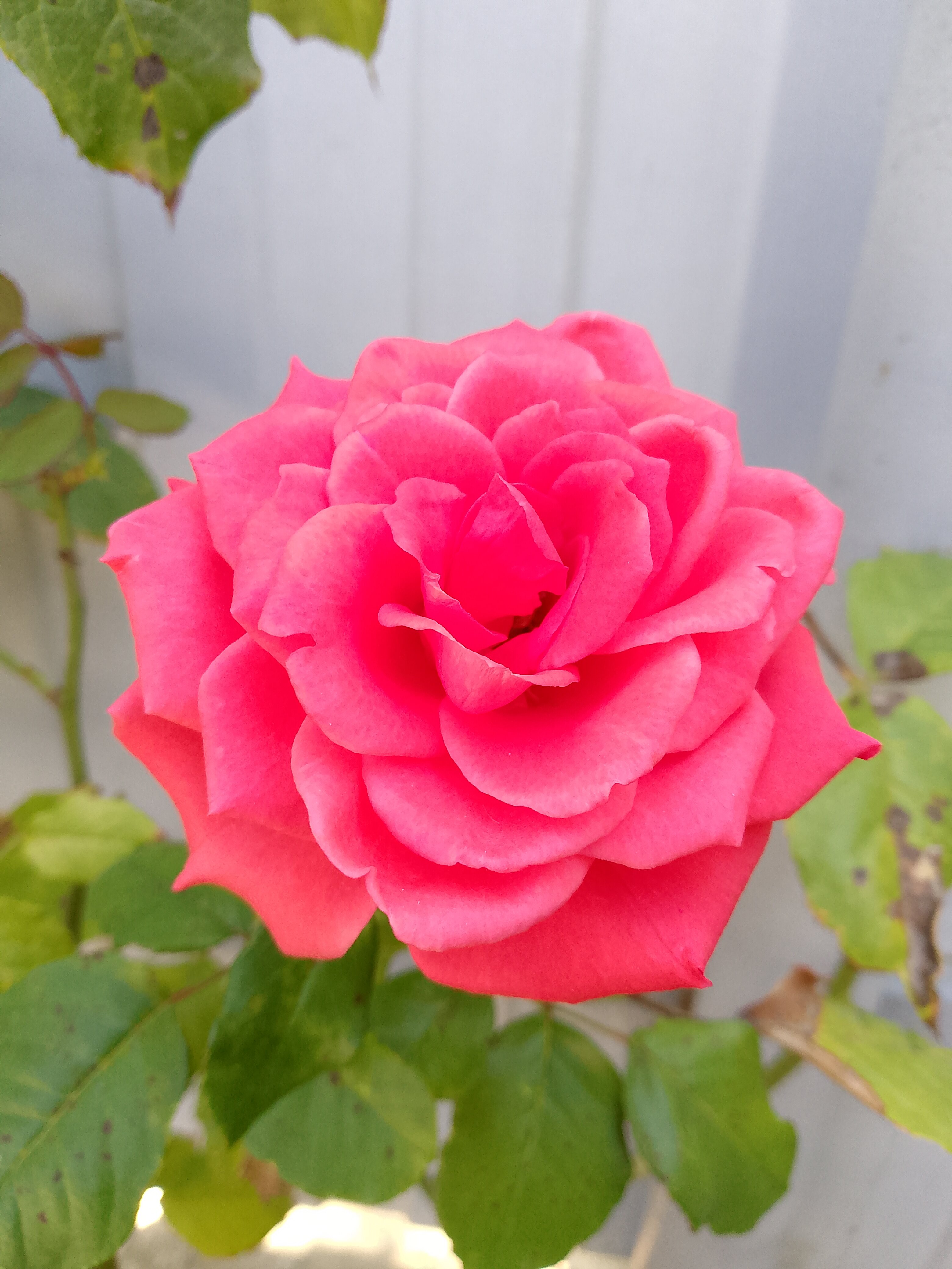 Фото Светлый