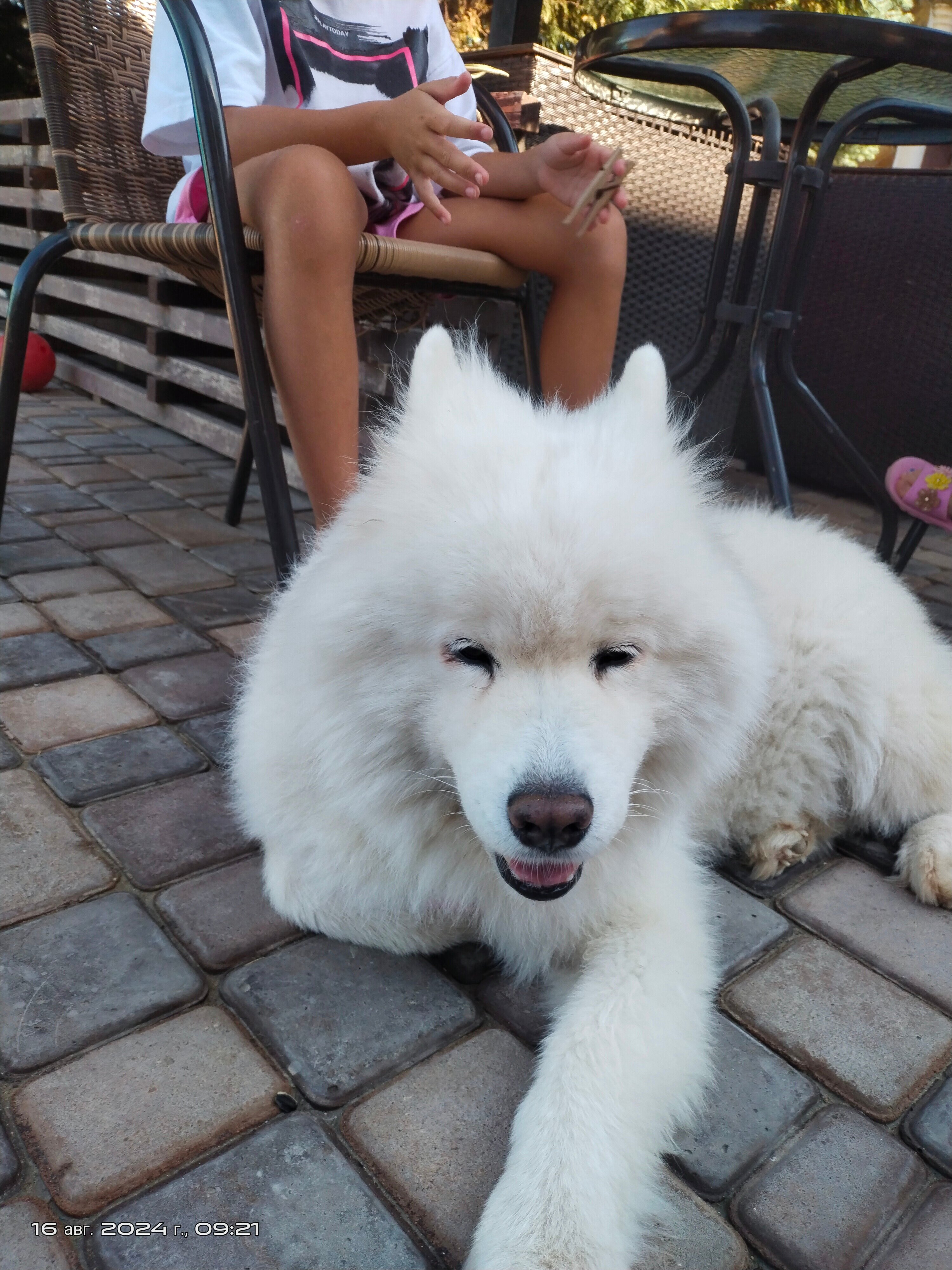 Фото Муравейник