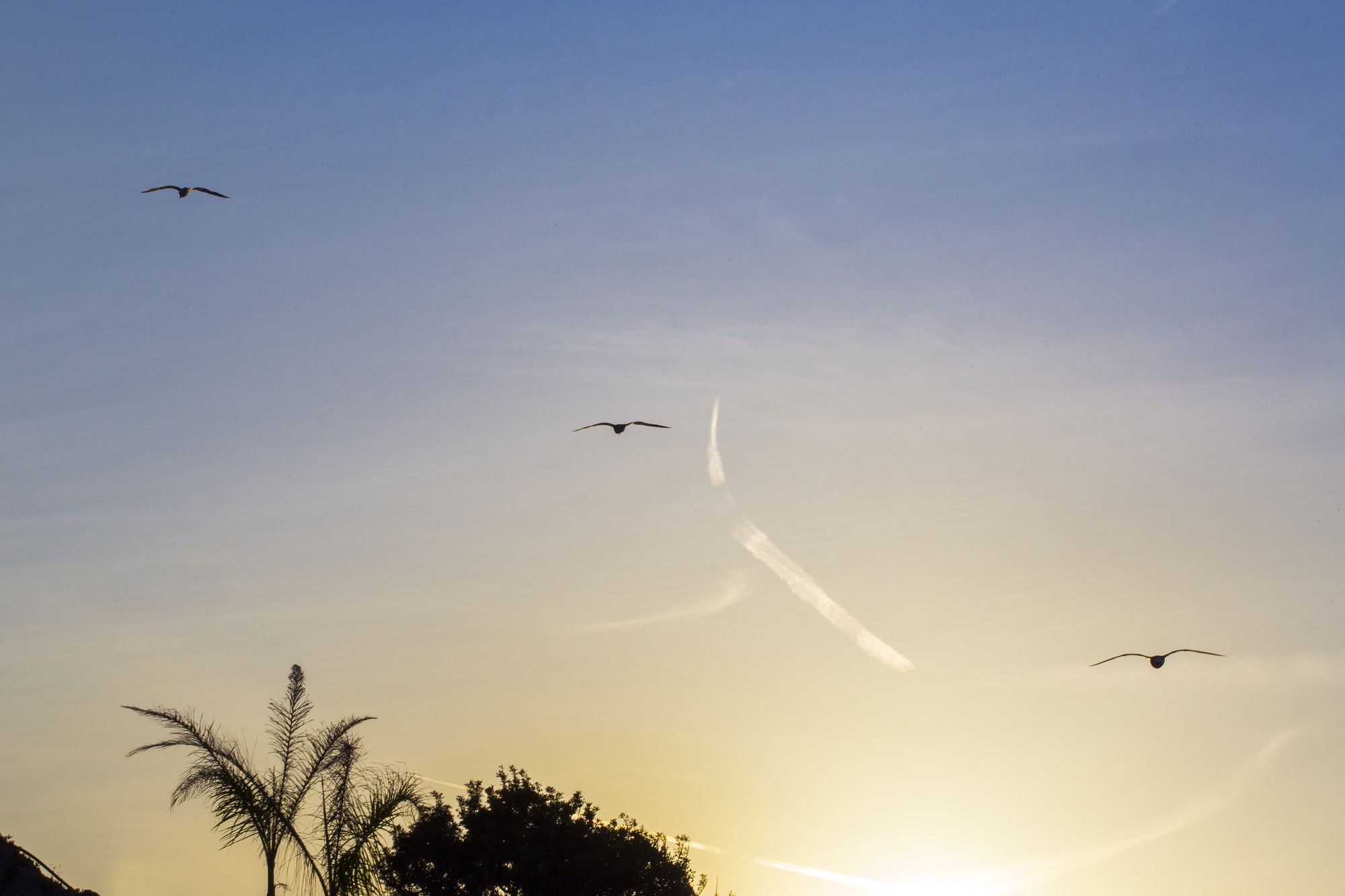 Фото Hotel Pagoda
