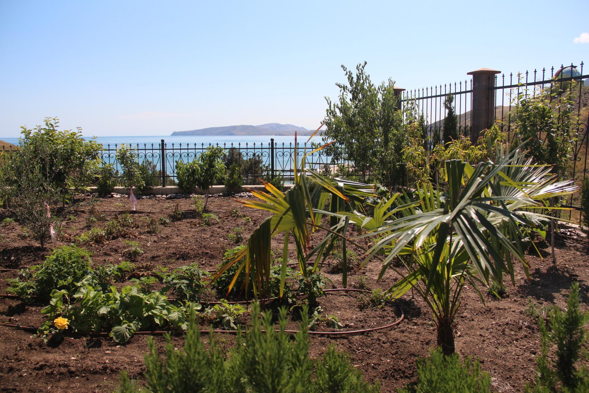 Фото Авокадо