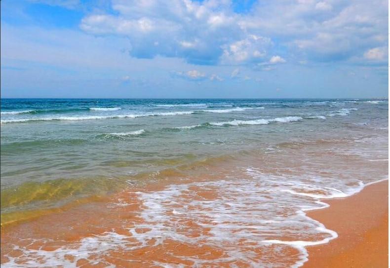 Фото Лаванда