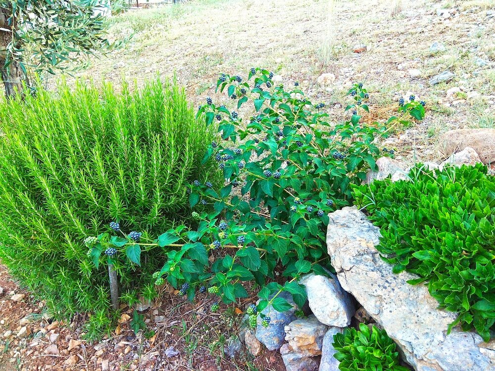 Фото Flower Houses