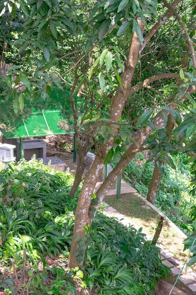 Фото Oriole Kandy