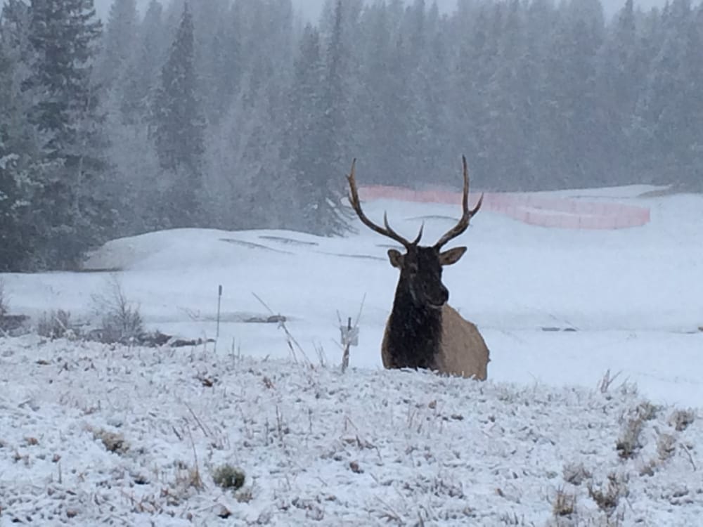 Фото Chateau Elise