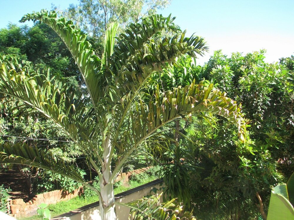 Фото Avamada Lodge