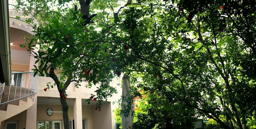 Фото Абрикос