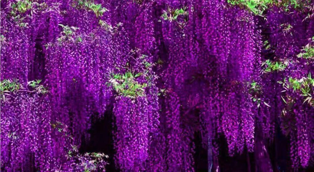 Фото Hospitales del Pellegrino Trastevere