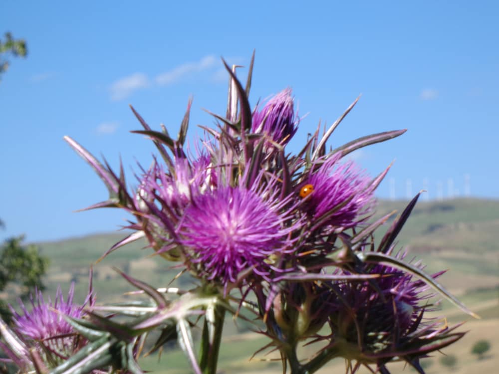 Фото Agriturismo San Pietro