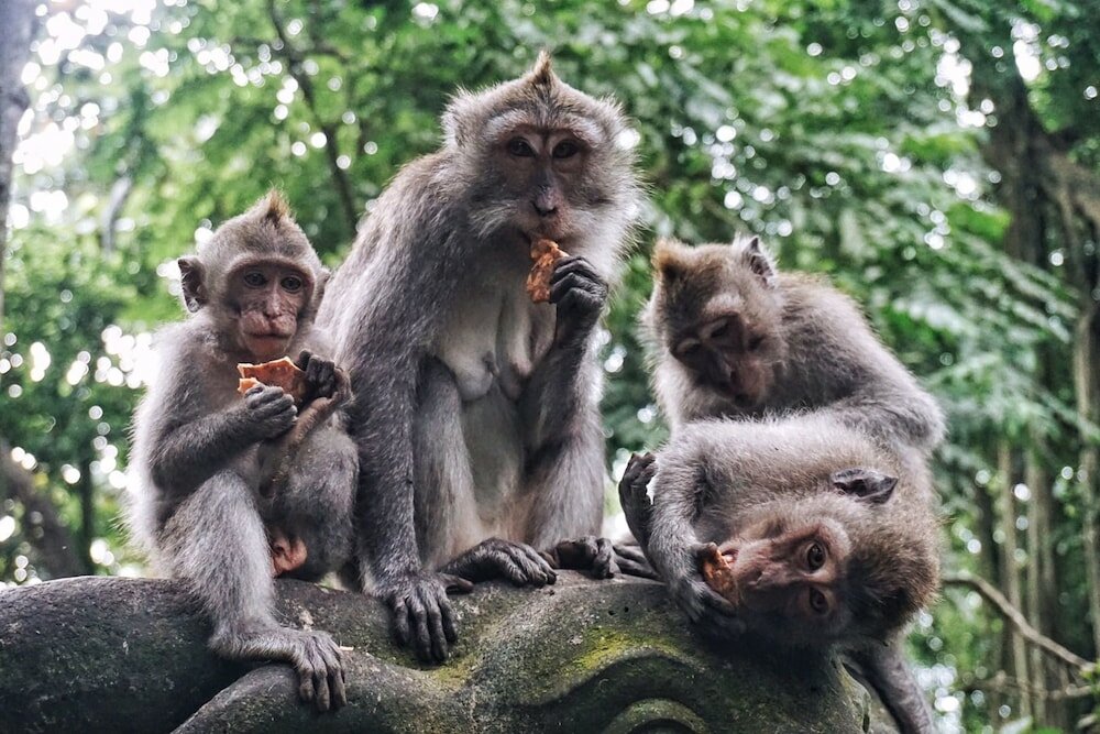 Фото Ubud Room's B&b
