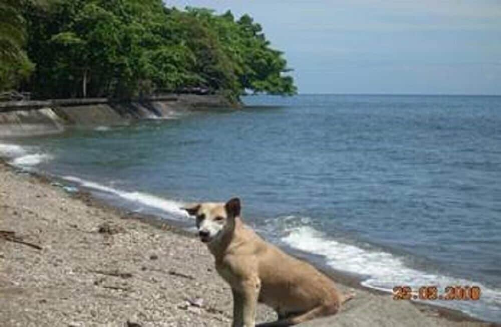 Hotel Algen's Dive Resort, Camiguin, photo