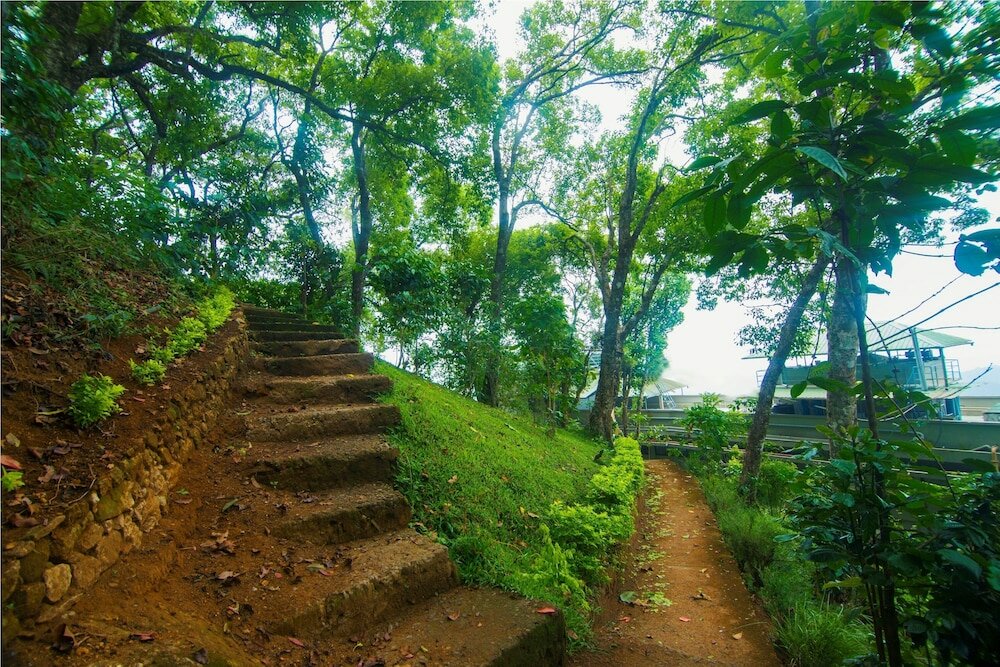 Фото Forest Glade
