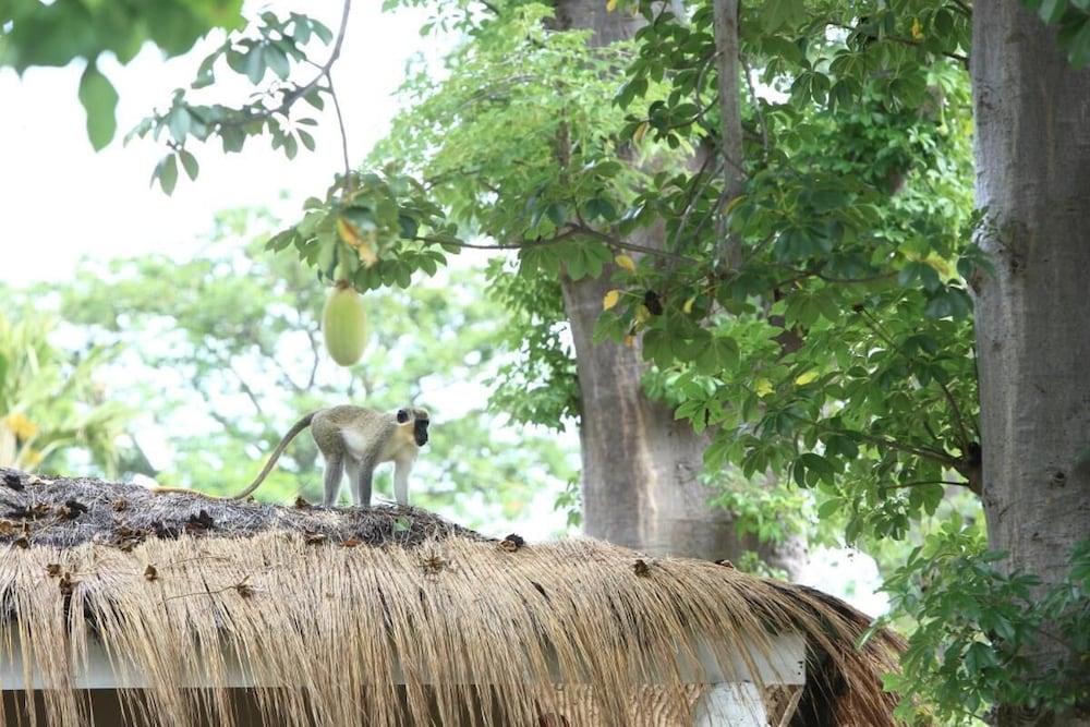 Фото Hotel Les Paletuviers