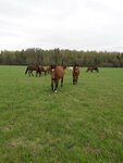 Koneferma Zolotoy Gannover (Leningrad Region, Tosnenskiy District, Fyodorovskoye gorodskoye poseleniye, derevnya Annolovo), horse riding