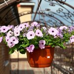 Petunia flower (mikrorayon Ursala, Sovetskaya ulitsa, 86А), invernadero