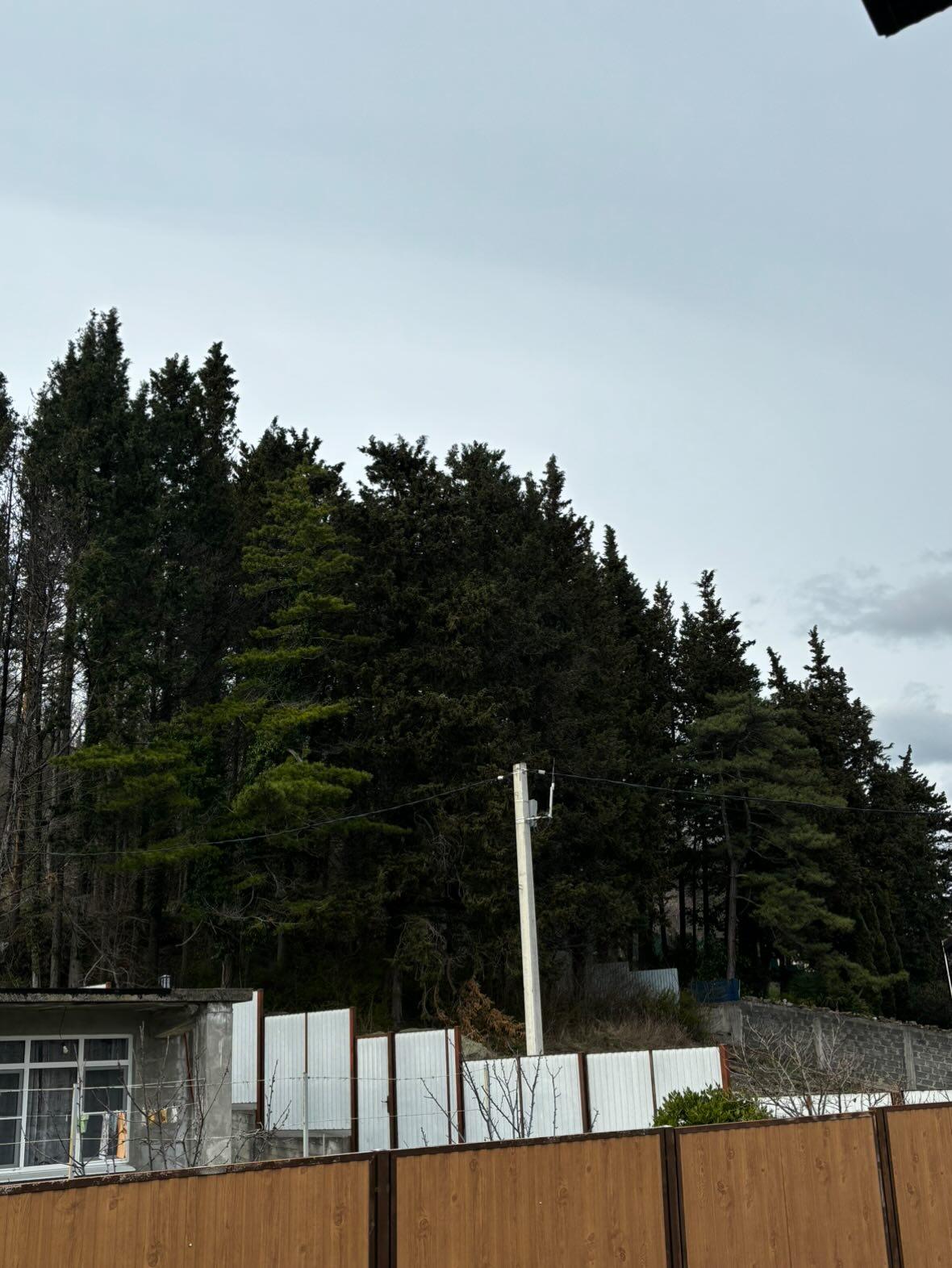 Фото Тропики