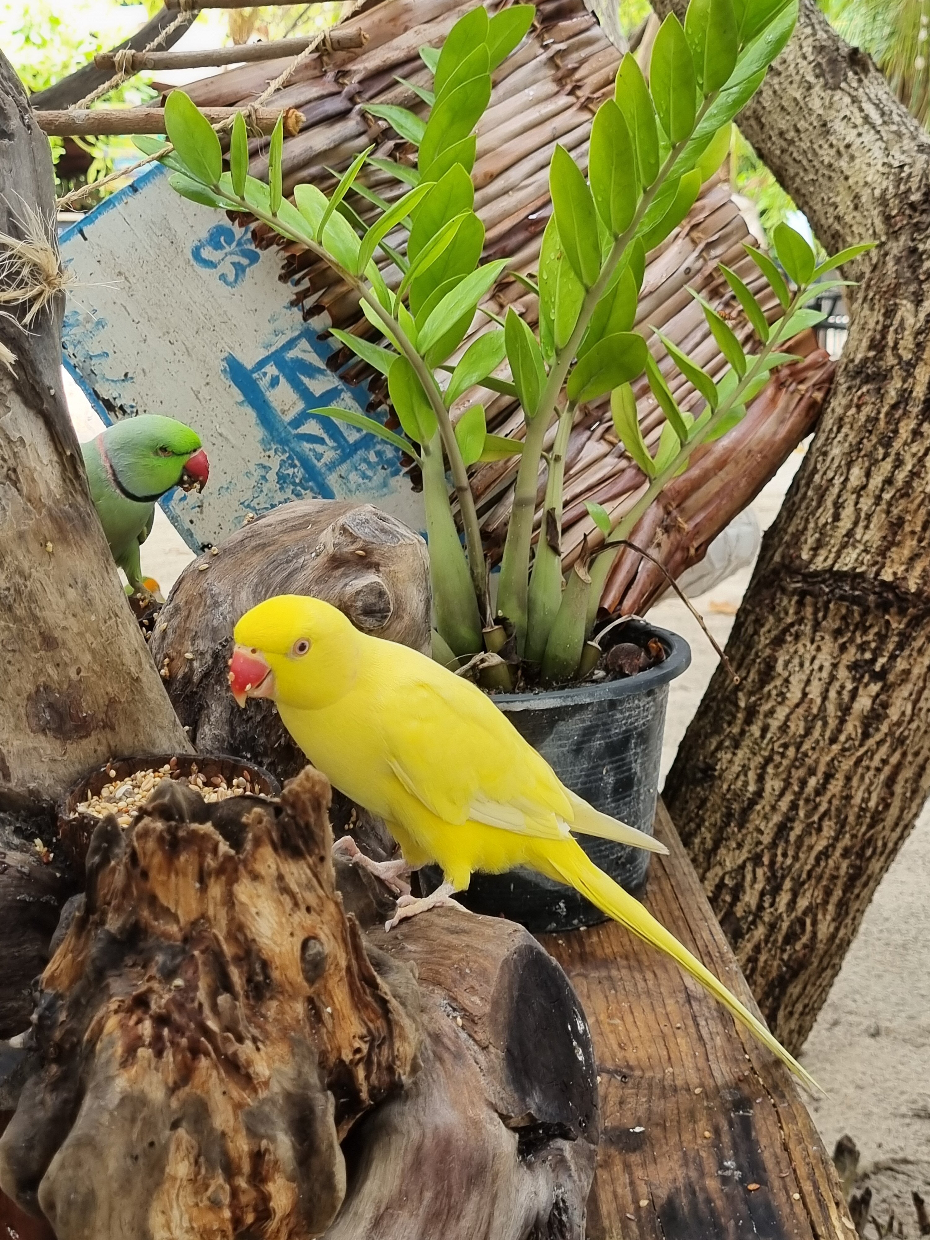 Фото Araamu Hotels Maldives