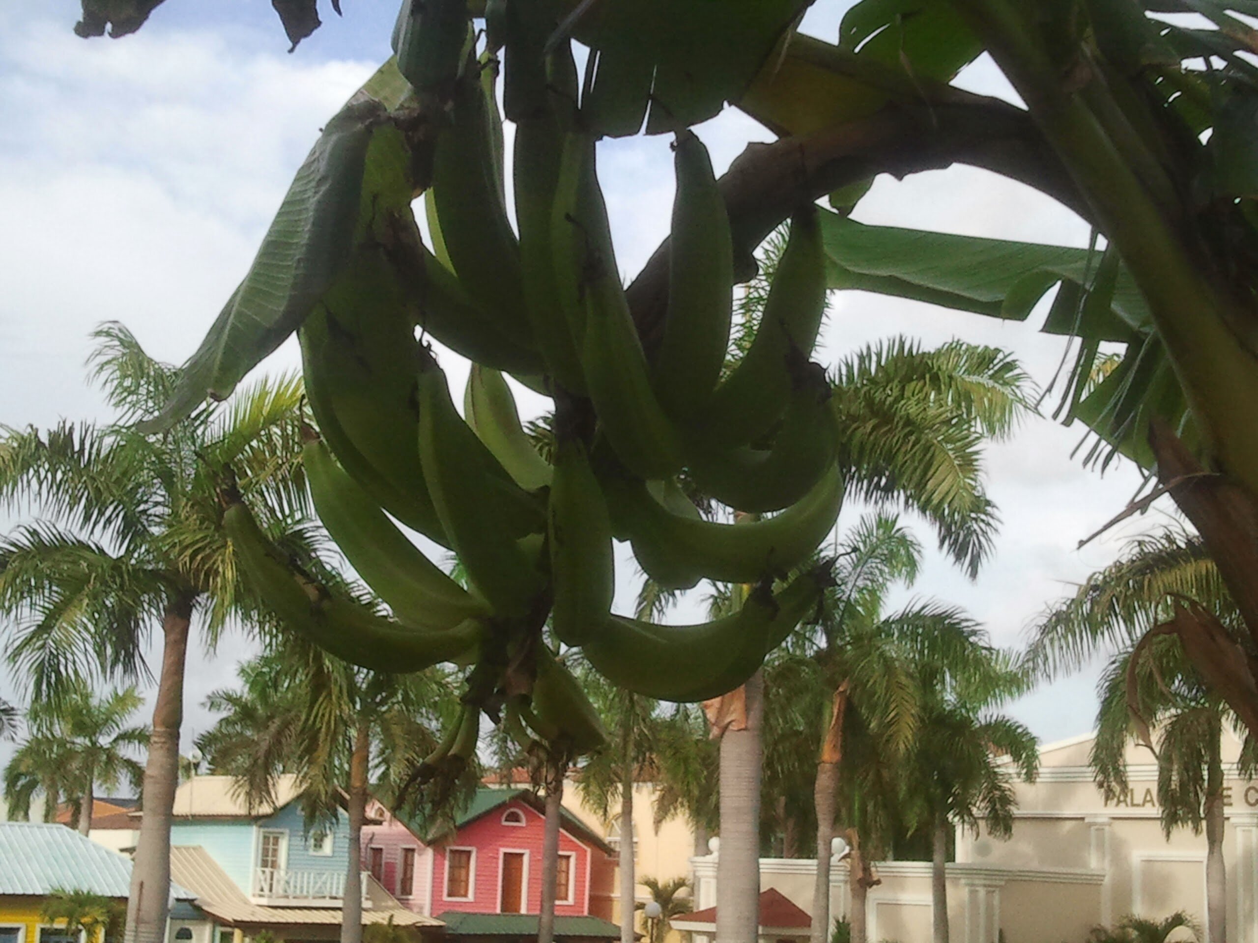 Фото Punta Cana Princess Adults Only - All Inclusive