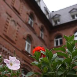 Фото Лесная поляна