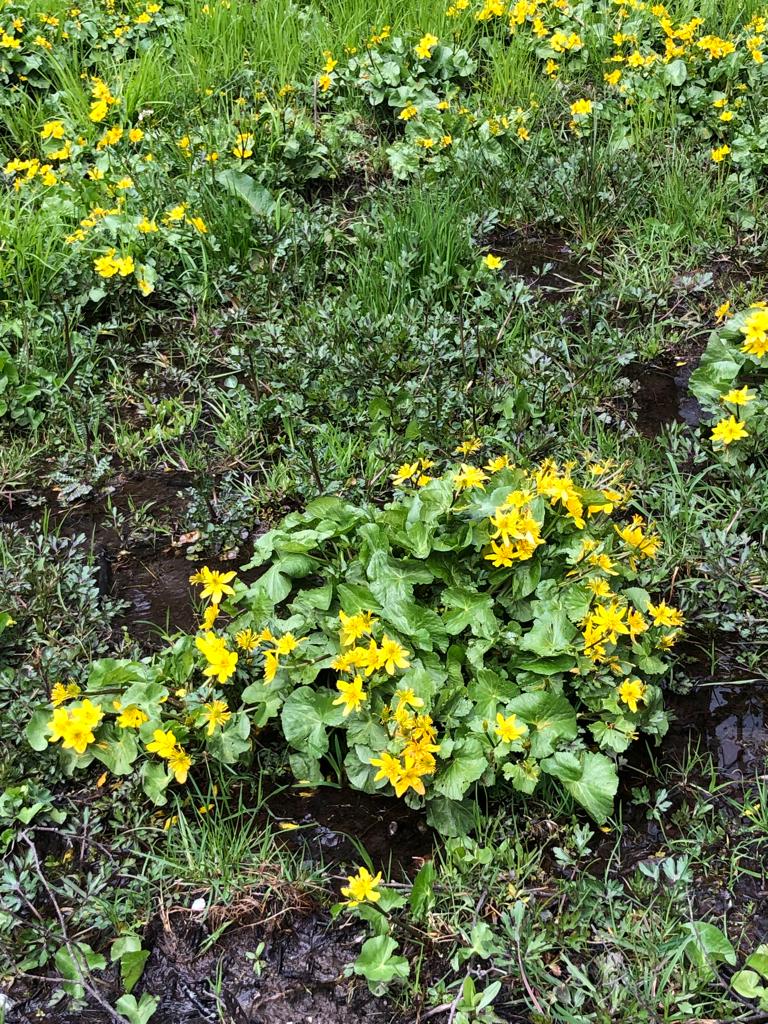 Фото Горянка