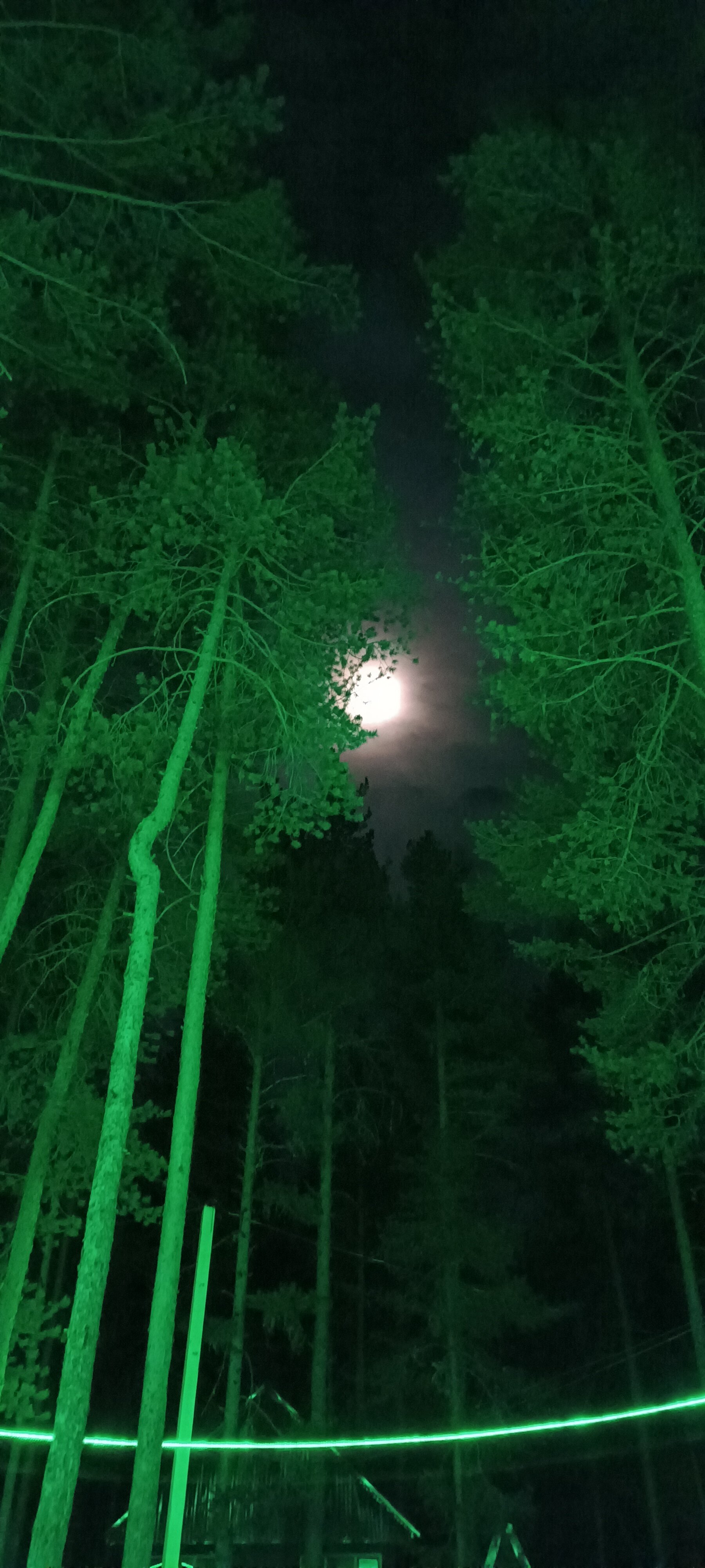 Фото Green forest