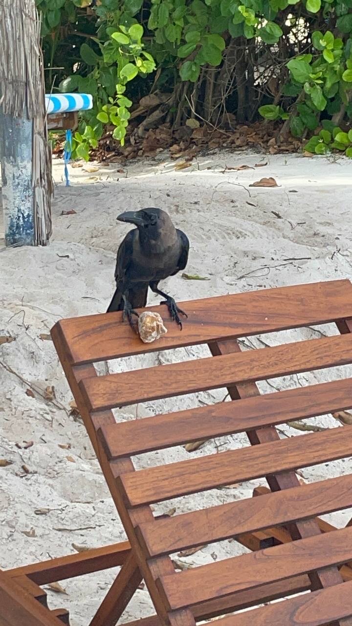 Фото Reethi Faru Resort Hotel