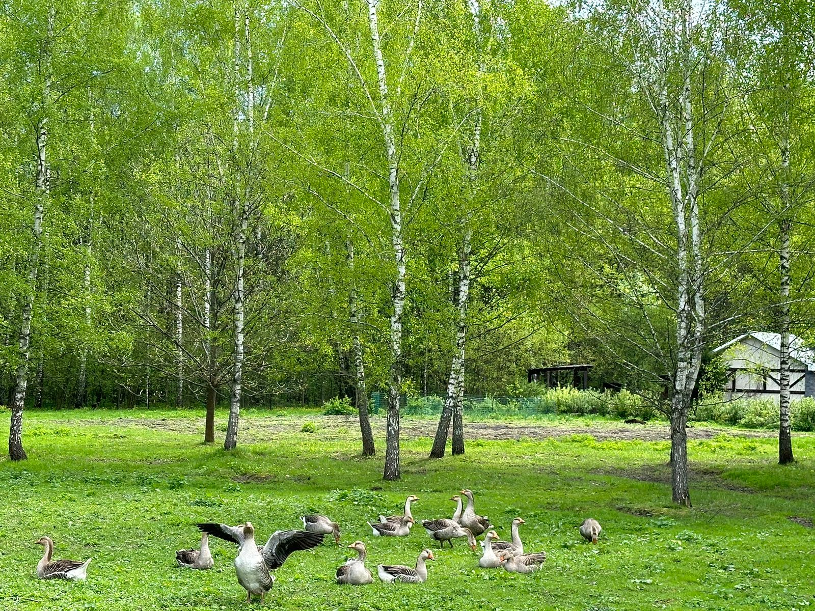 Фото Дом на Лесной Опушке