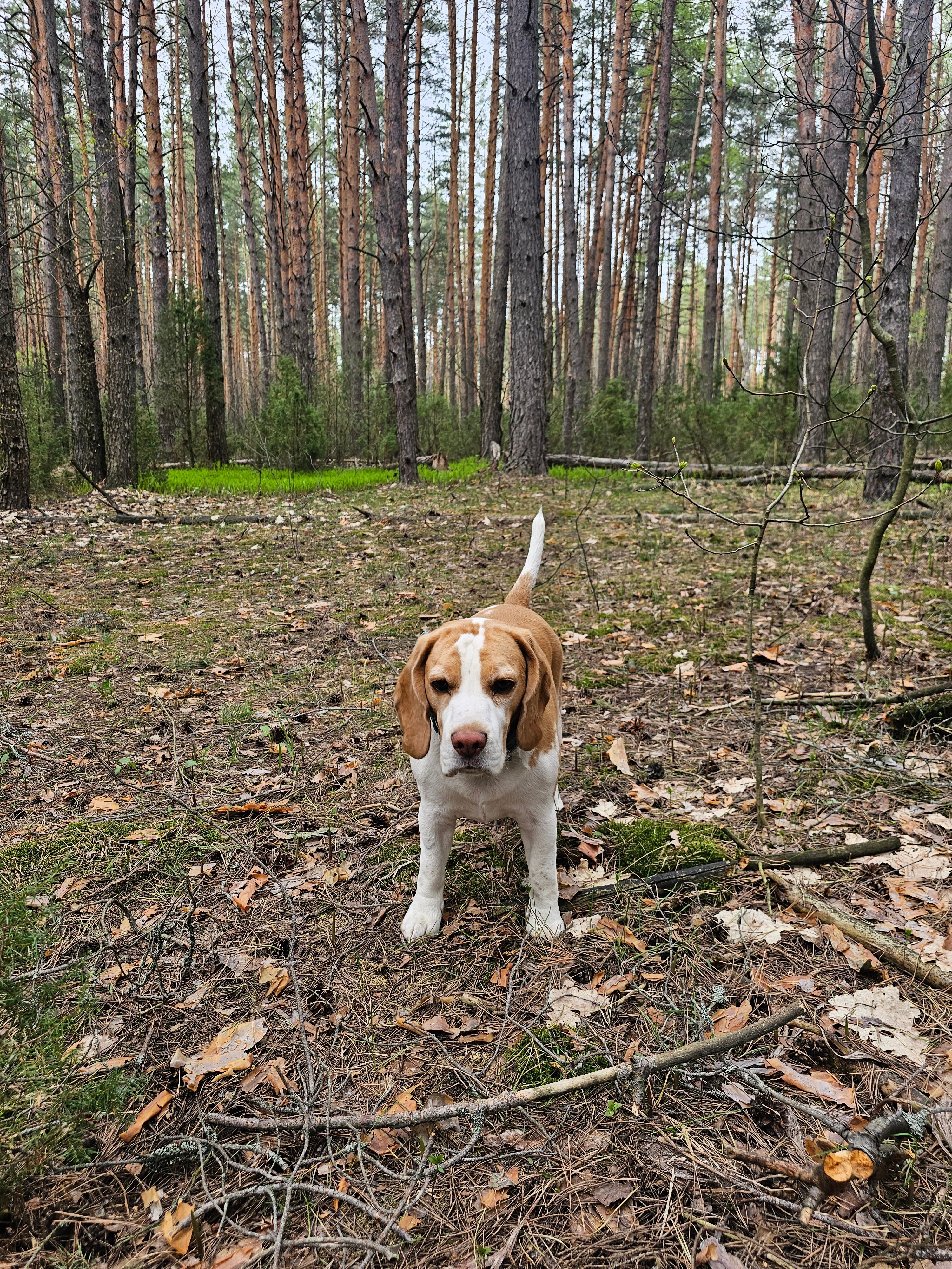 Фото Орехово Лес
