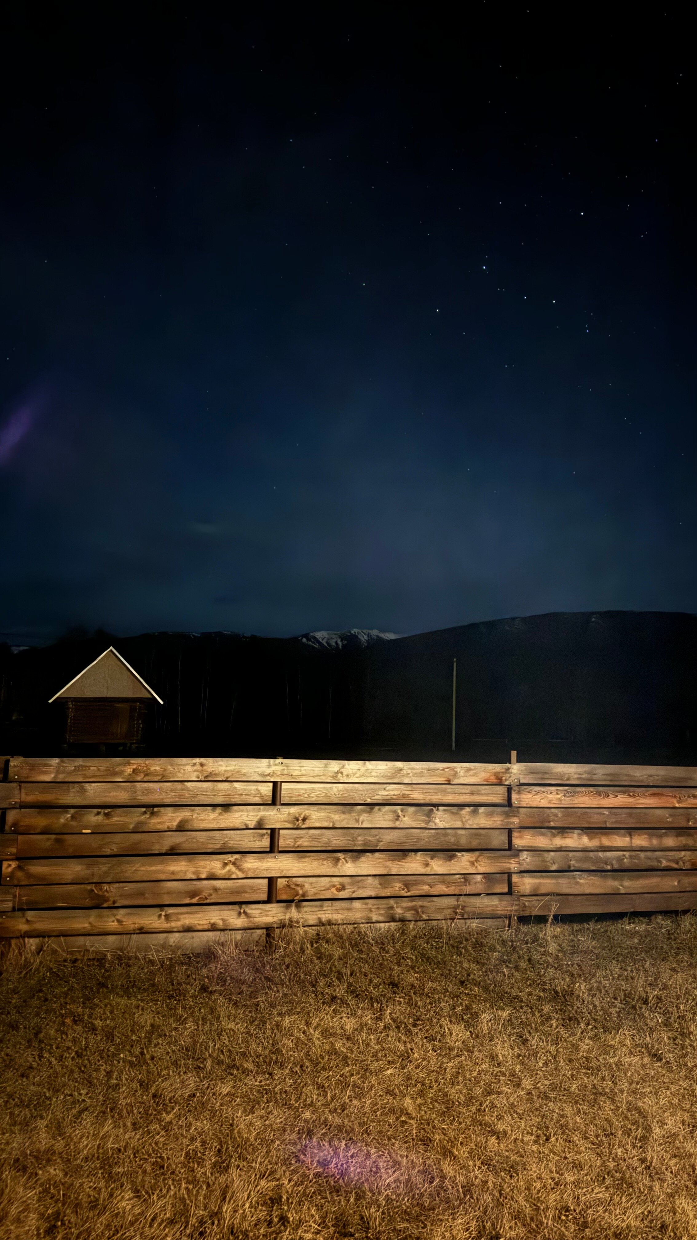 Фото Медуница