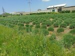 Flora Lavender Farm (Samarqand tumani),  Samarqand viloyatida oʻsimliklar parvarishxonasi