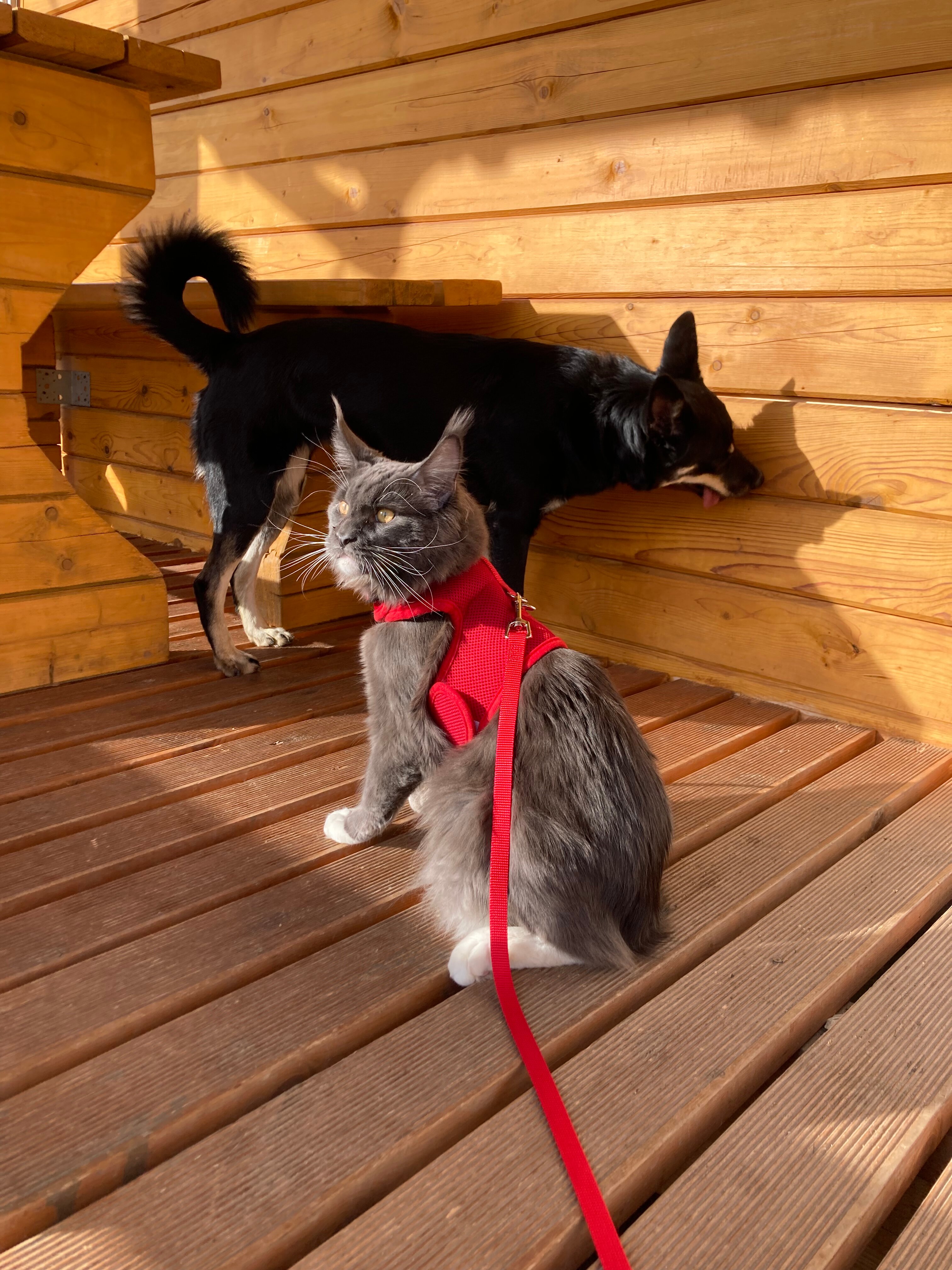 Фото Непросто дача