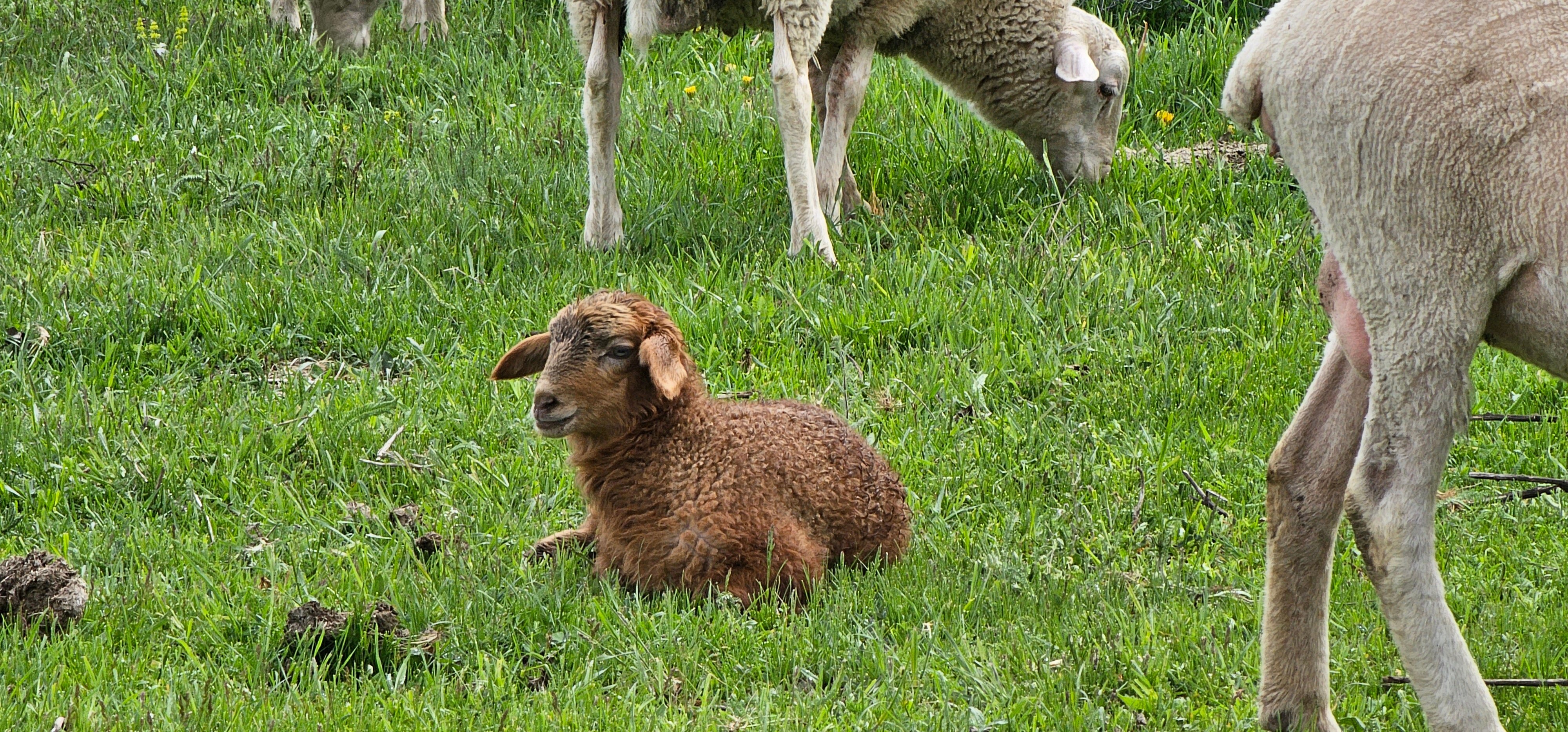 Фото Пихты Snow Point