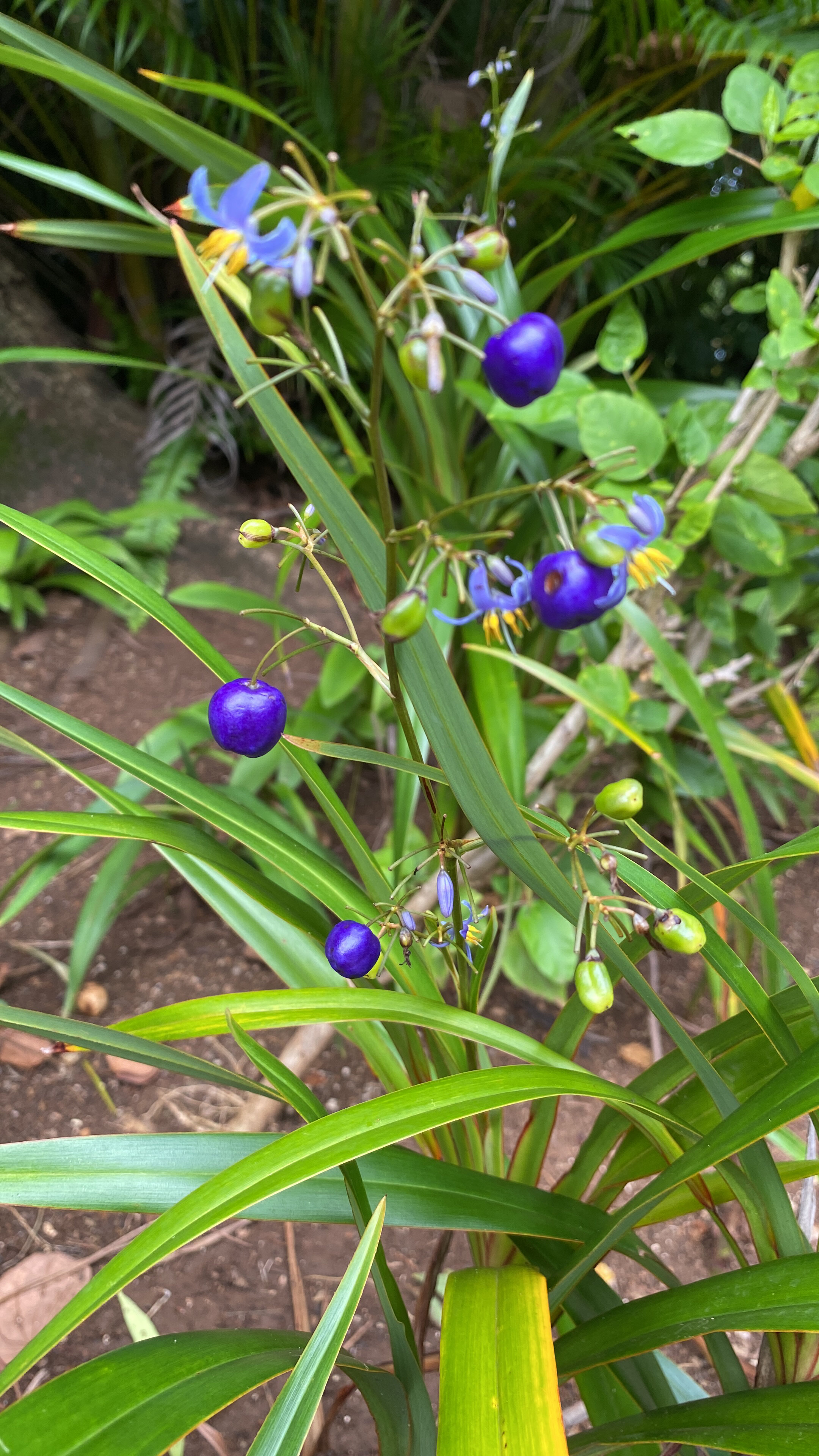Фото Four Seasons Mauritius at Anahita