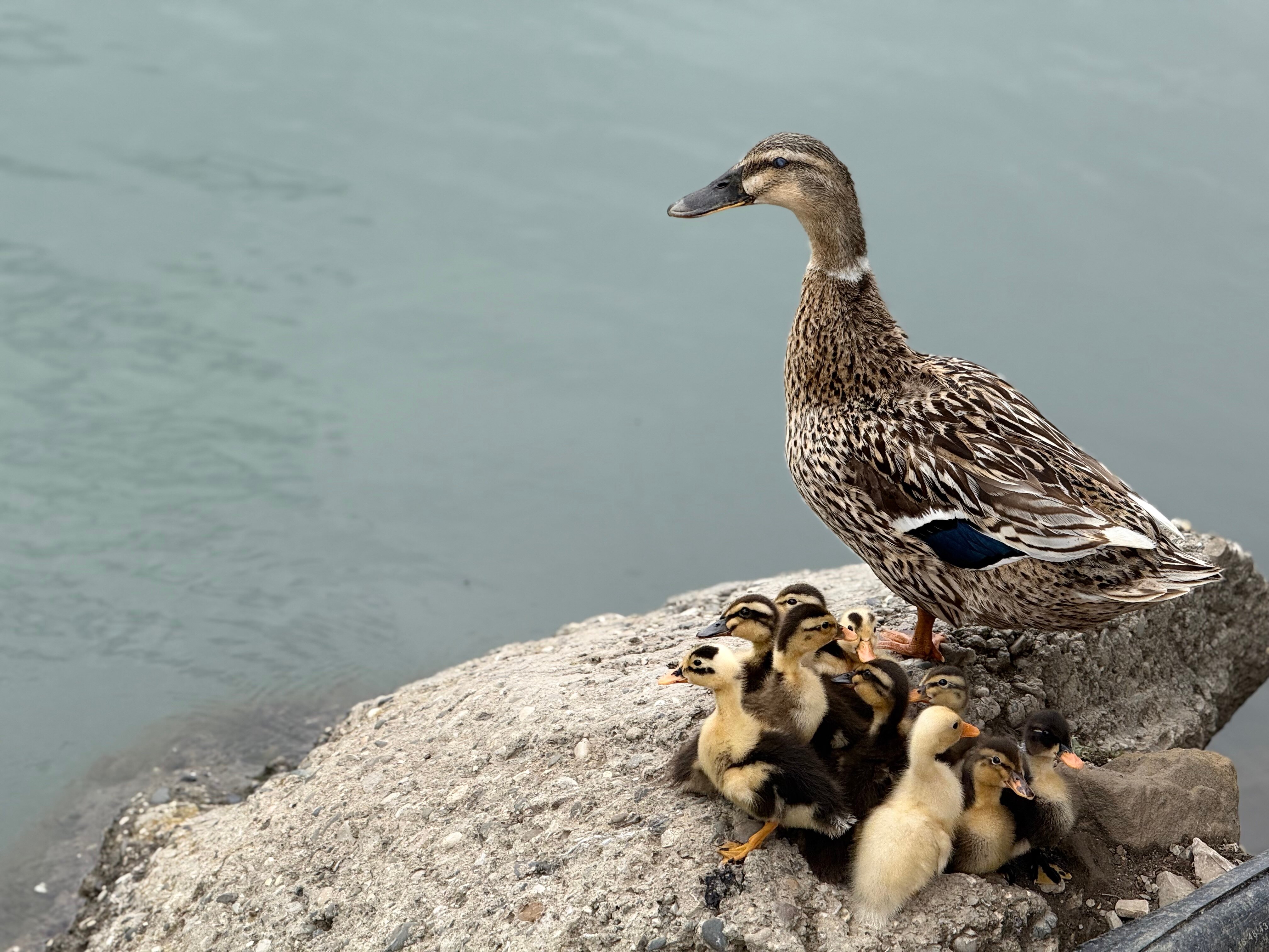 Фото Главрыба