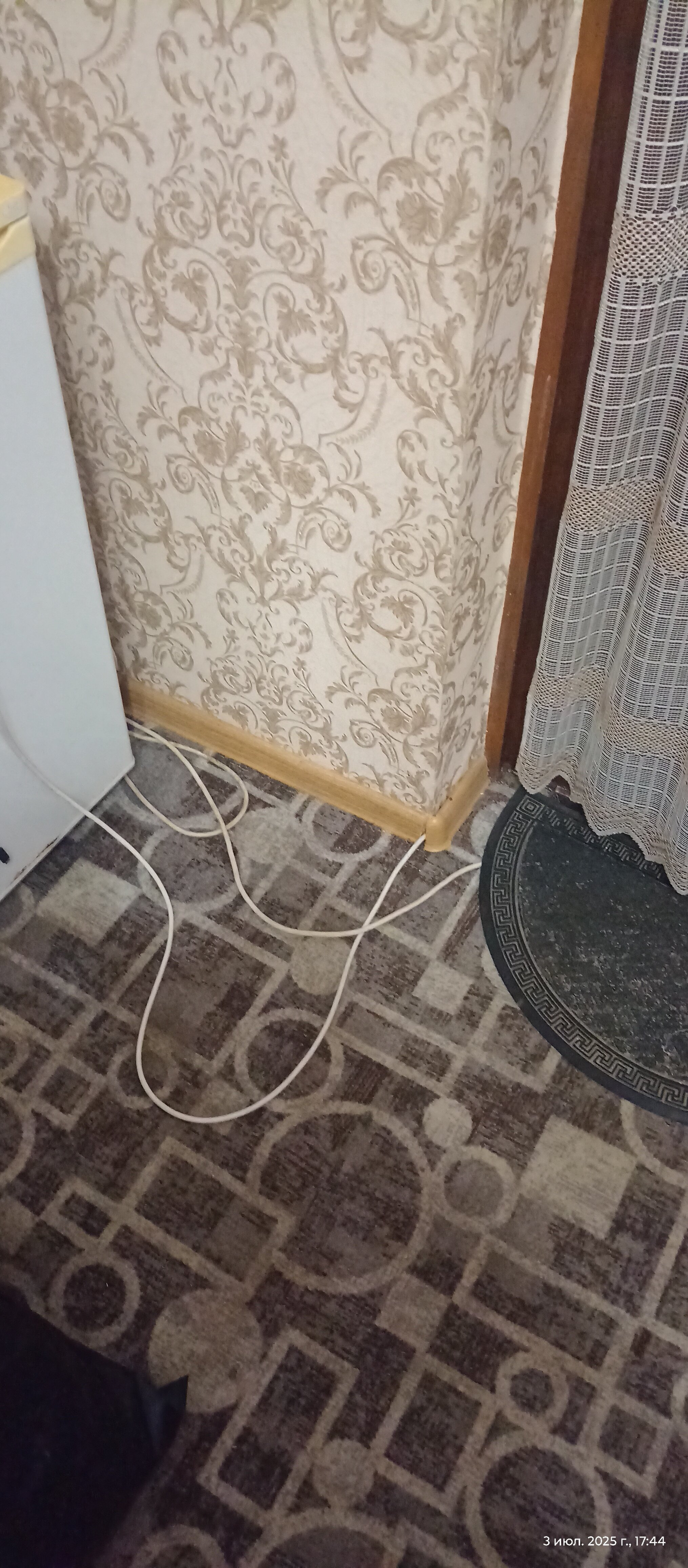 Фото Камелия