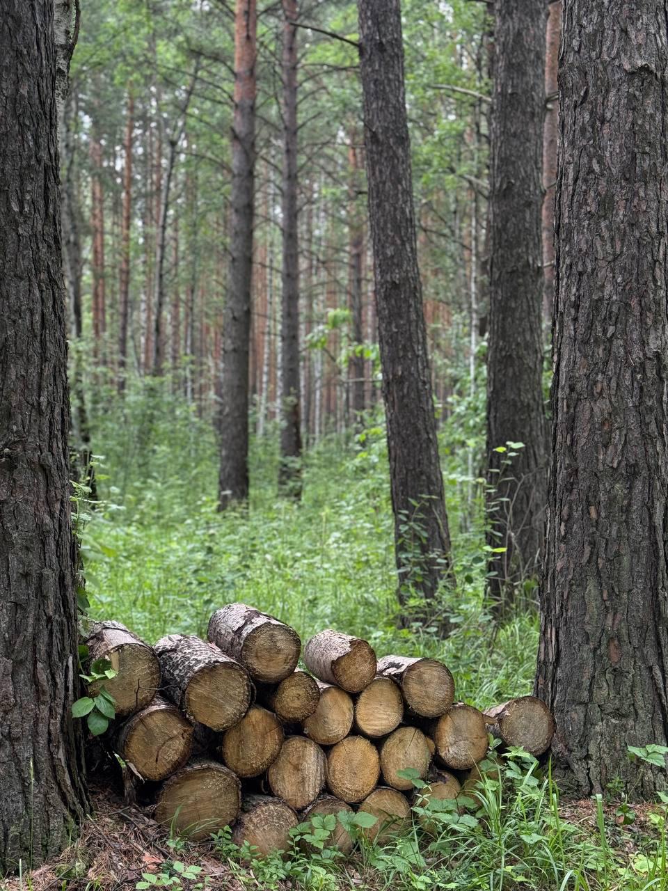 Фото Берёзовский гриль-парк