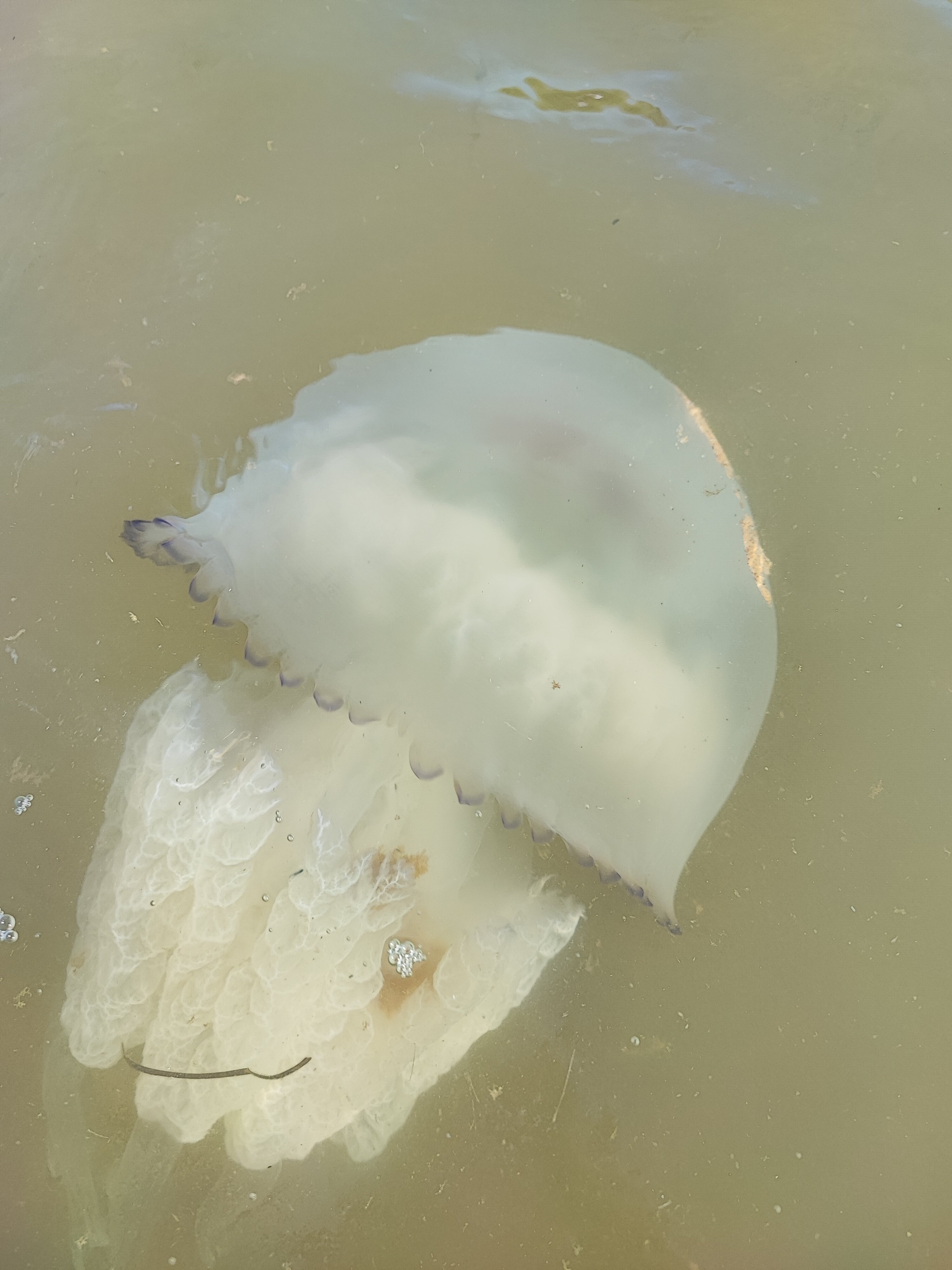 Фото Альбатрос