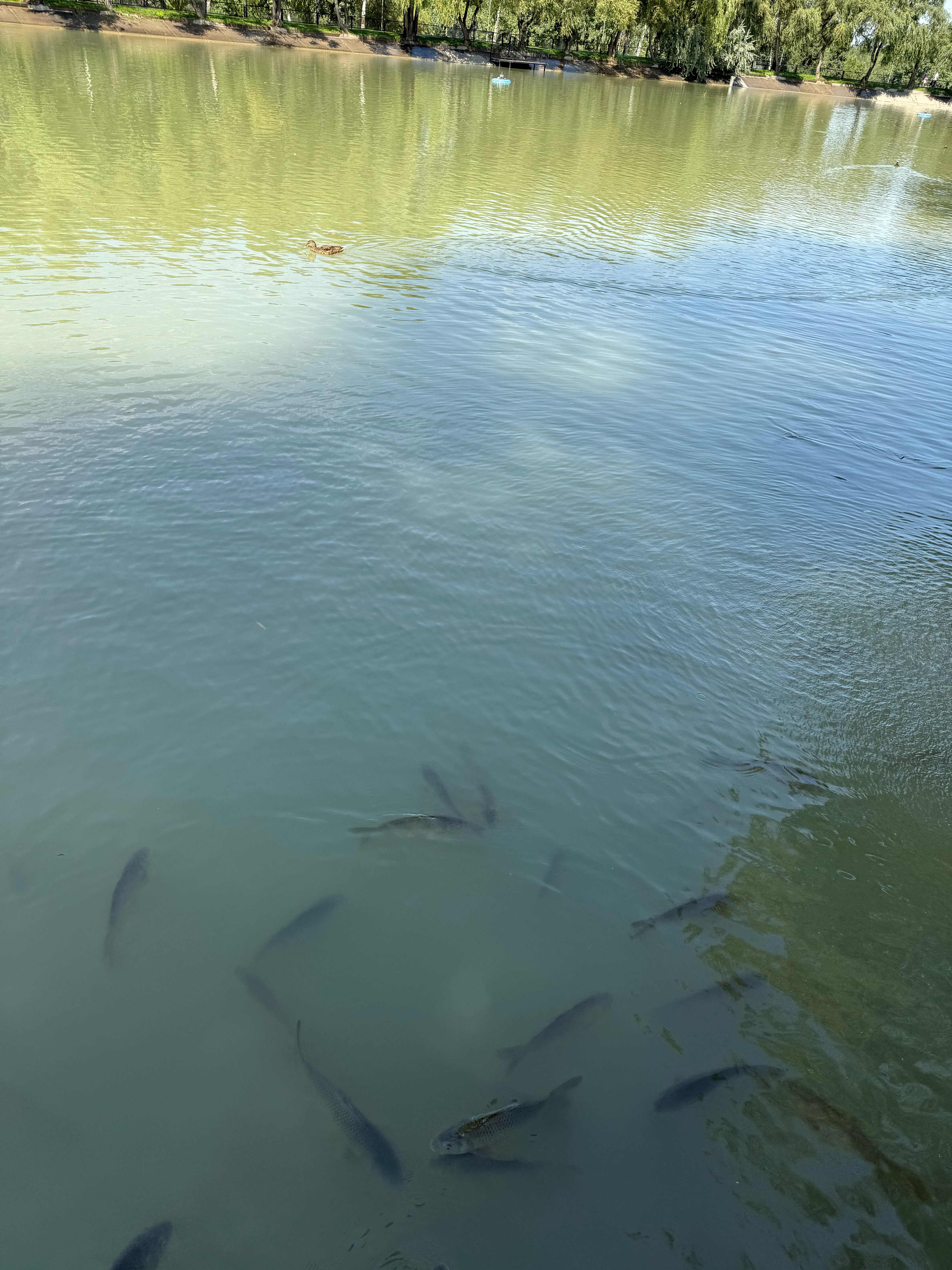 Фото Swissotel Wellness Resort Alatau Almaty