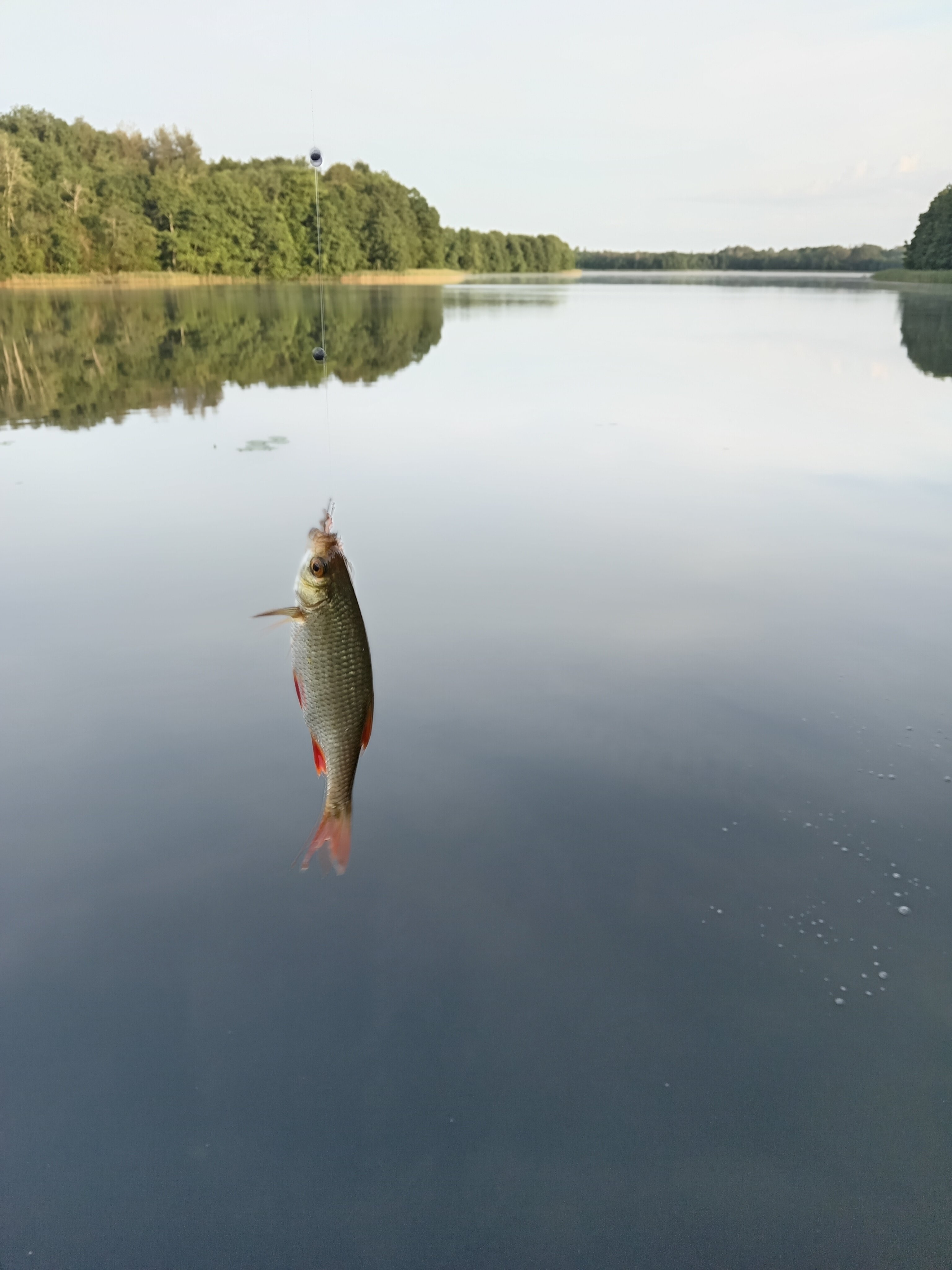 Фото Лесная гавань