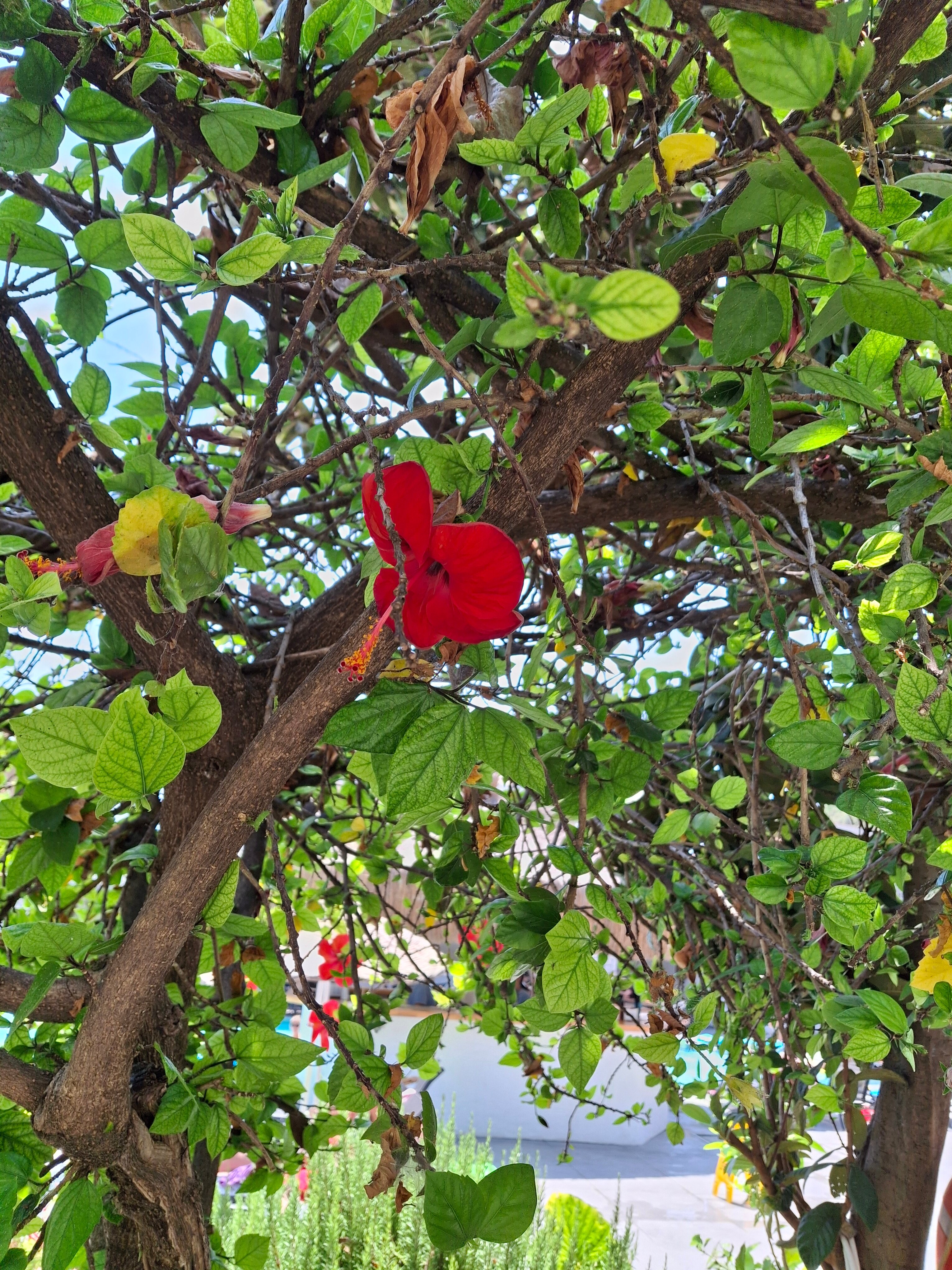 Фото Akdeniz Beach Hotel