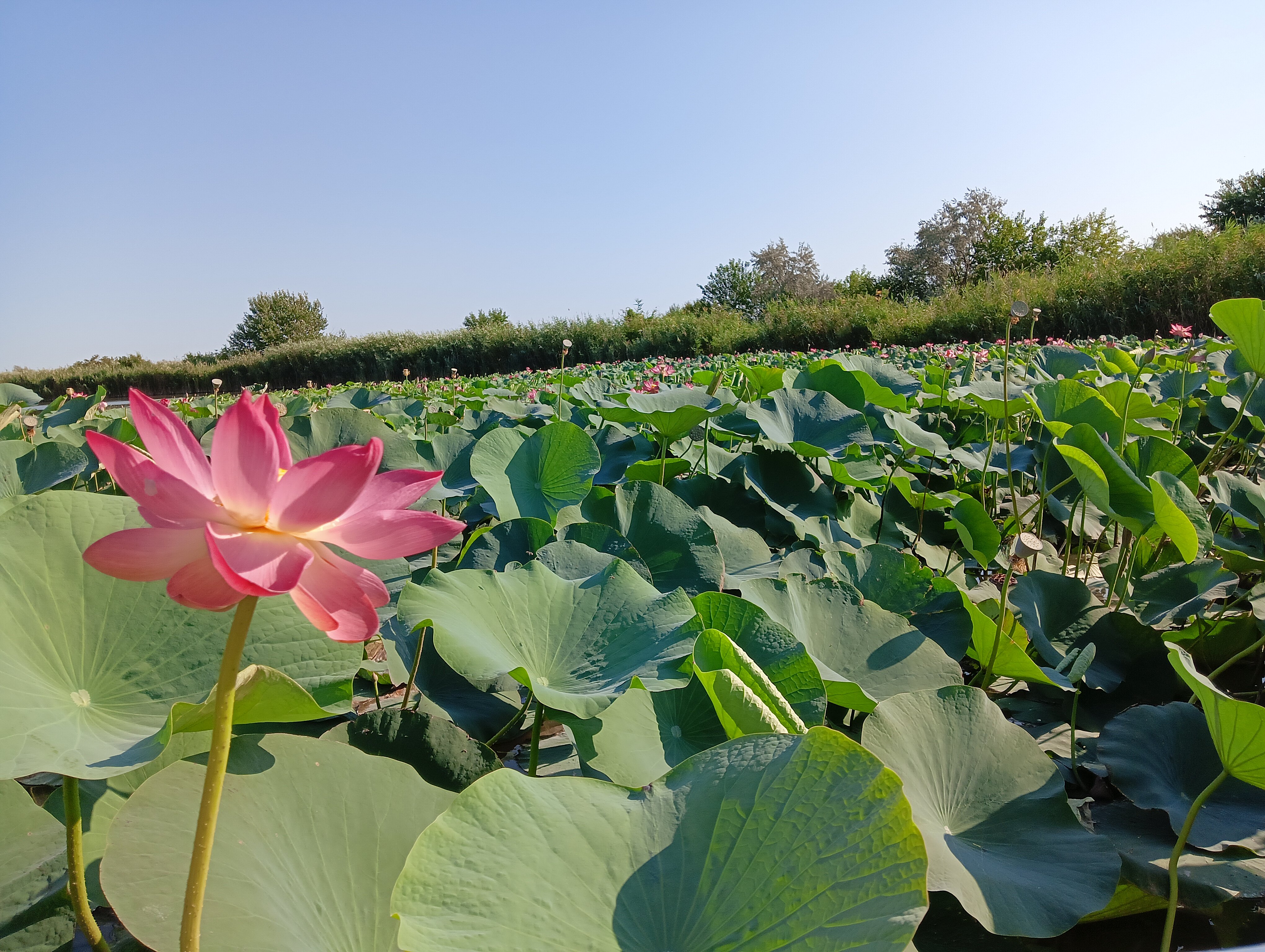 Фото Ясенская коса