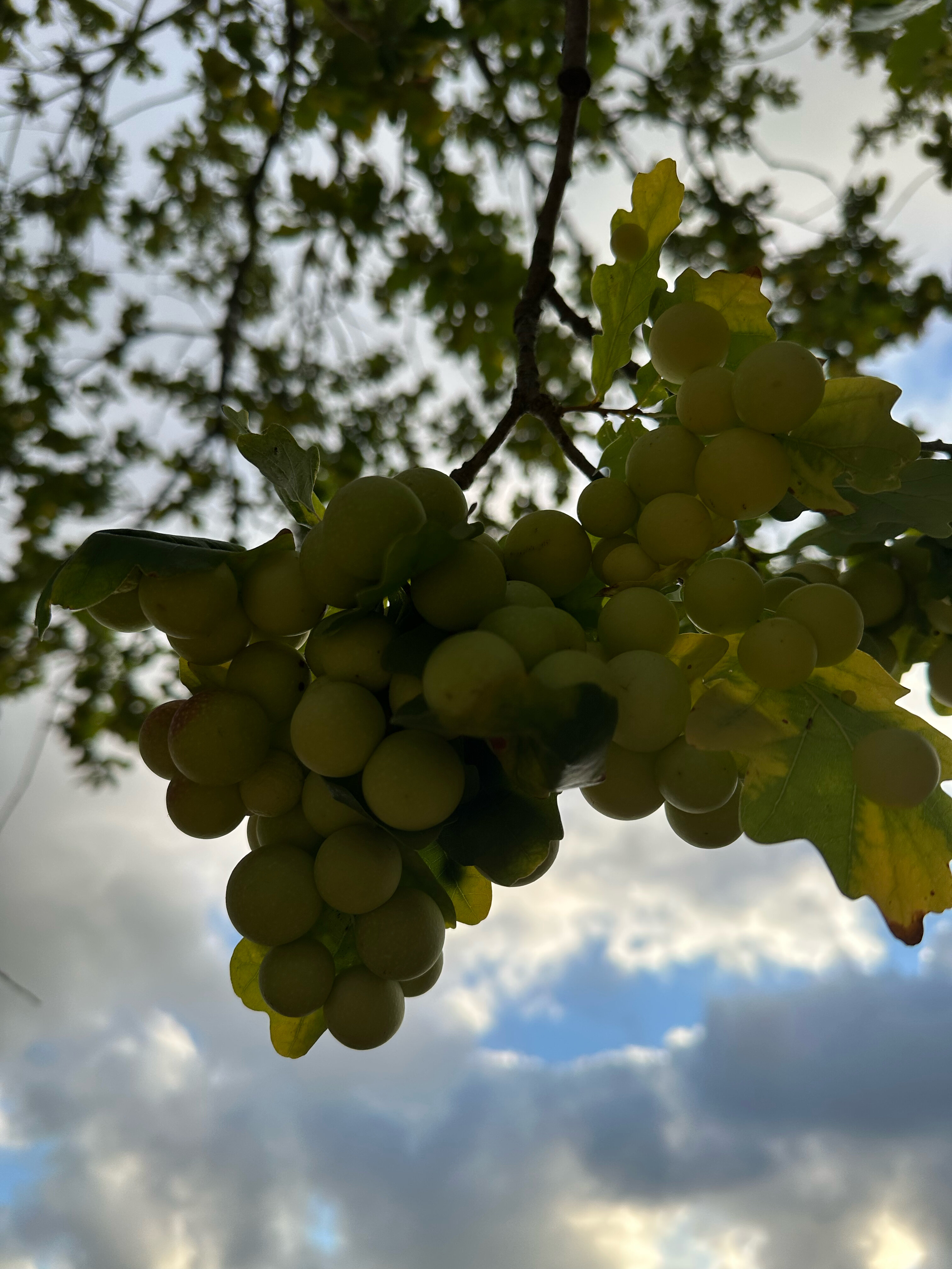 Фото Уркуста-парк