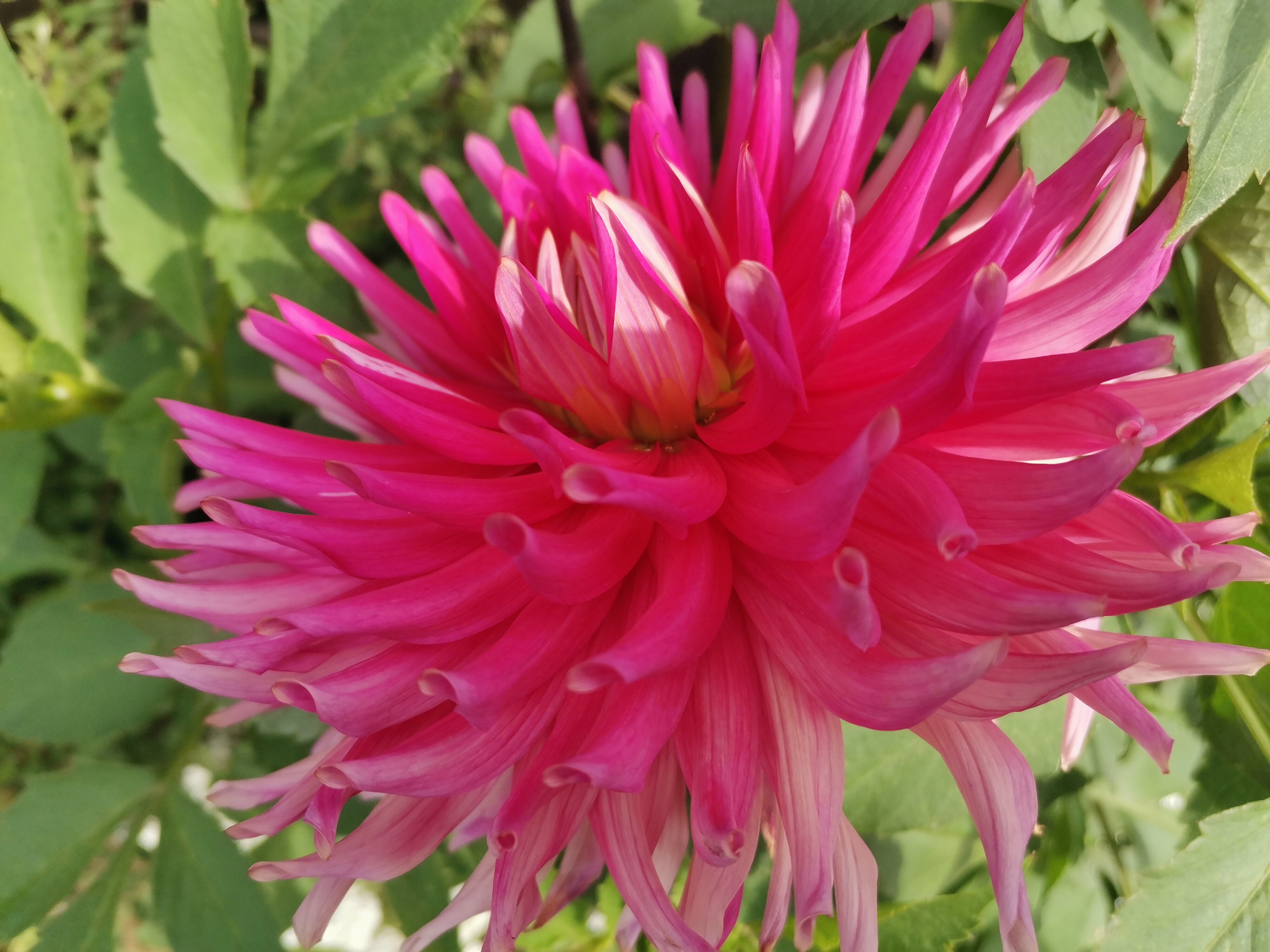 Фото Даурия