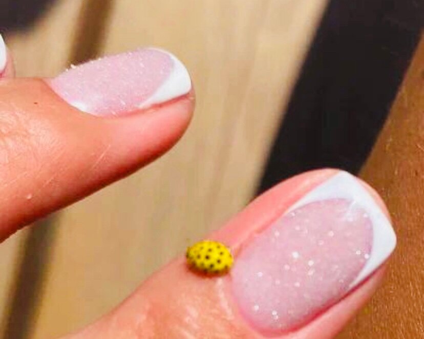 Фото Фанагориец