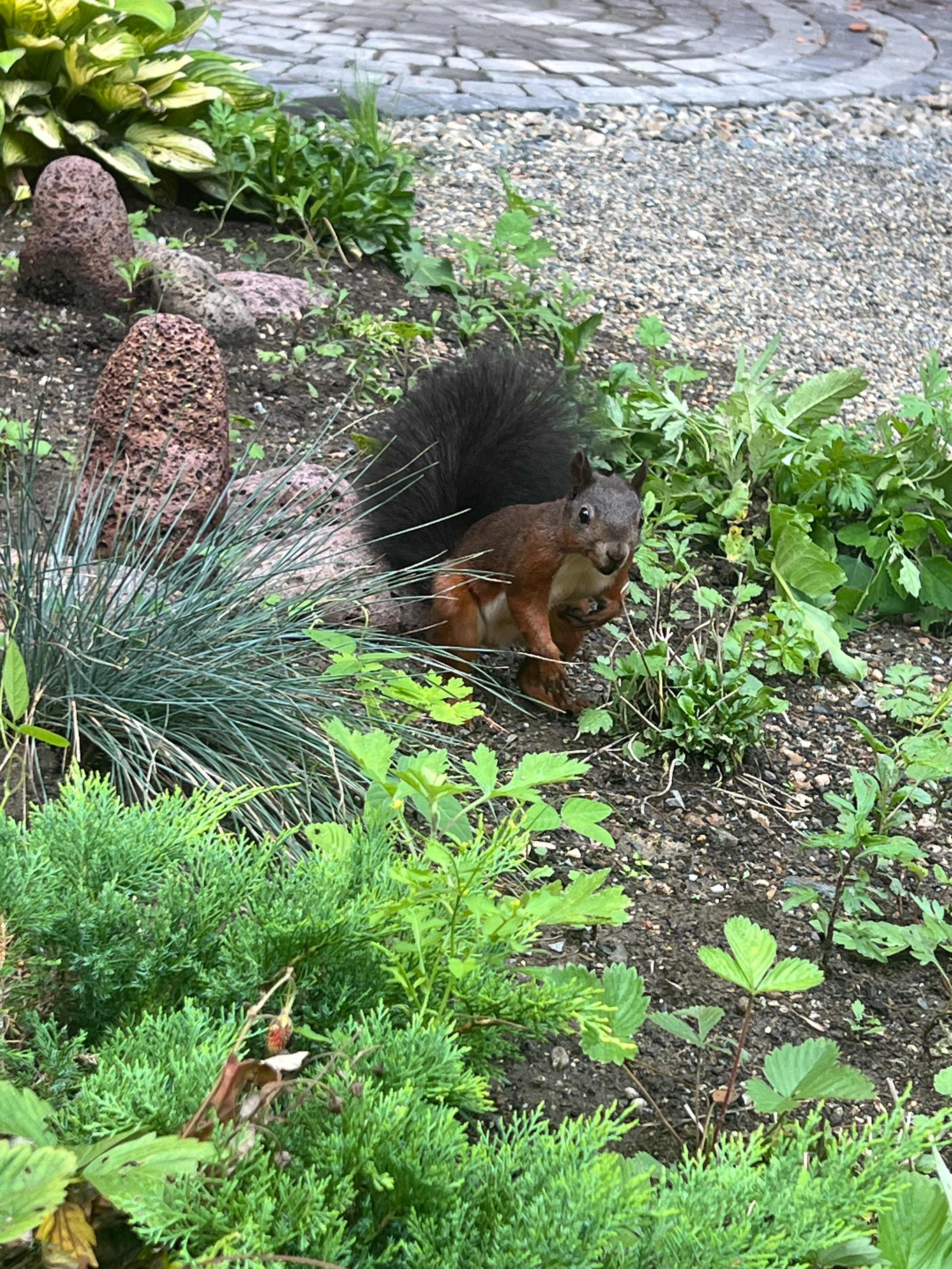 Фото Спа-отель Елки