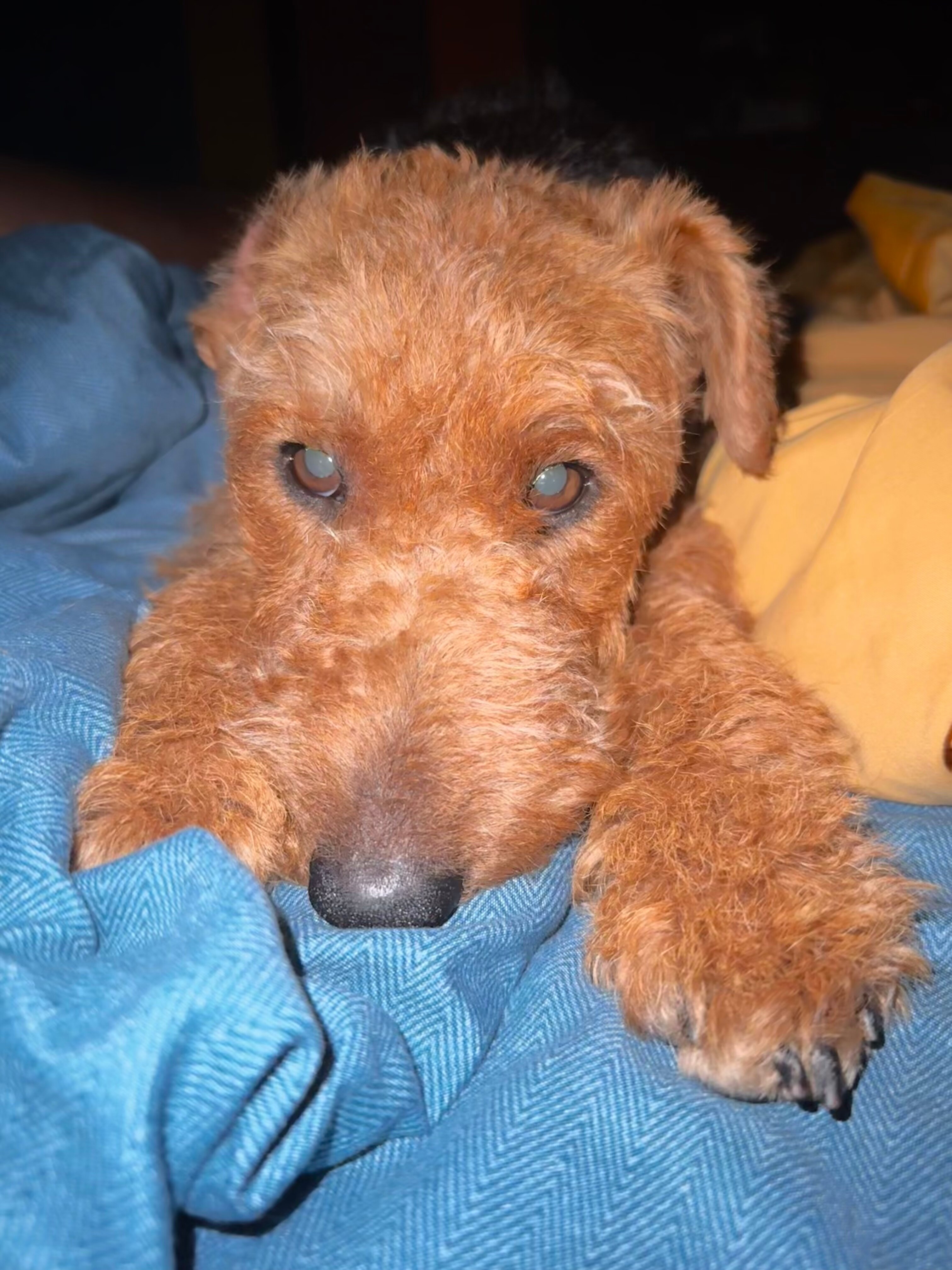 Фото Бэсэдэр