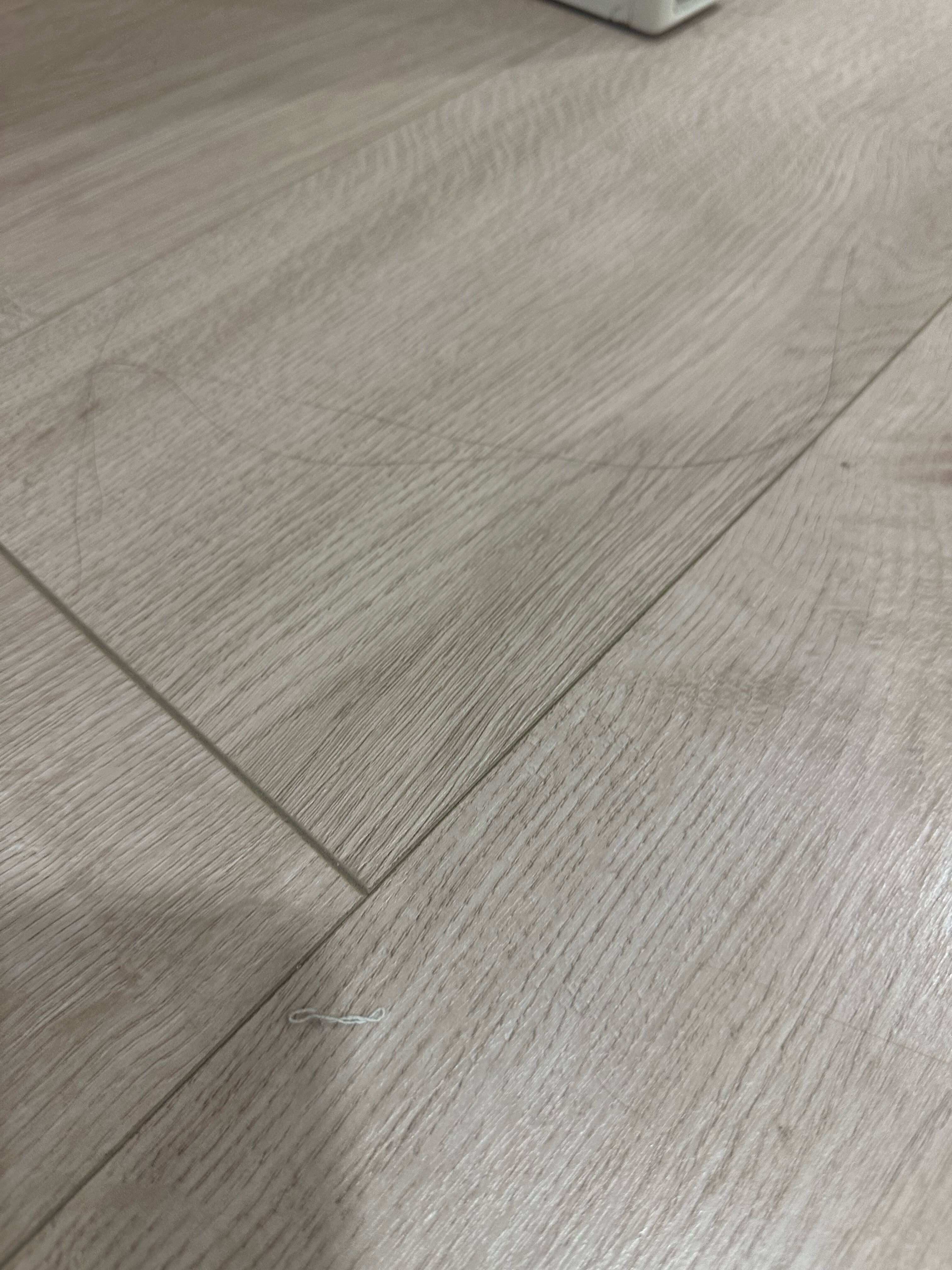 Фото Сова Беседы