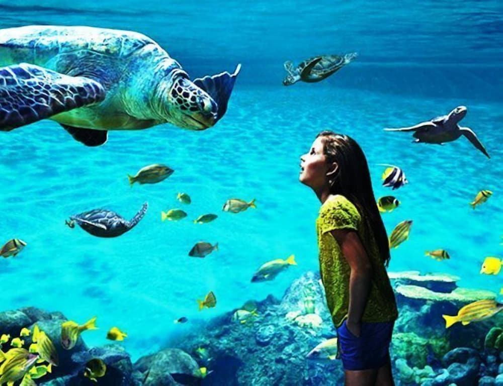 Фото Pacific Terrace Hotel