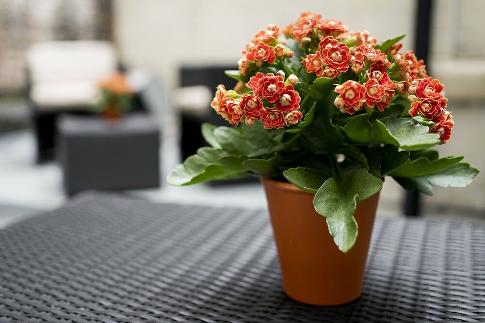 Фото Langham Court Hotel